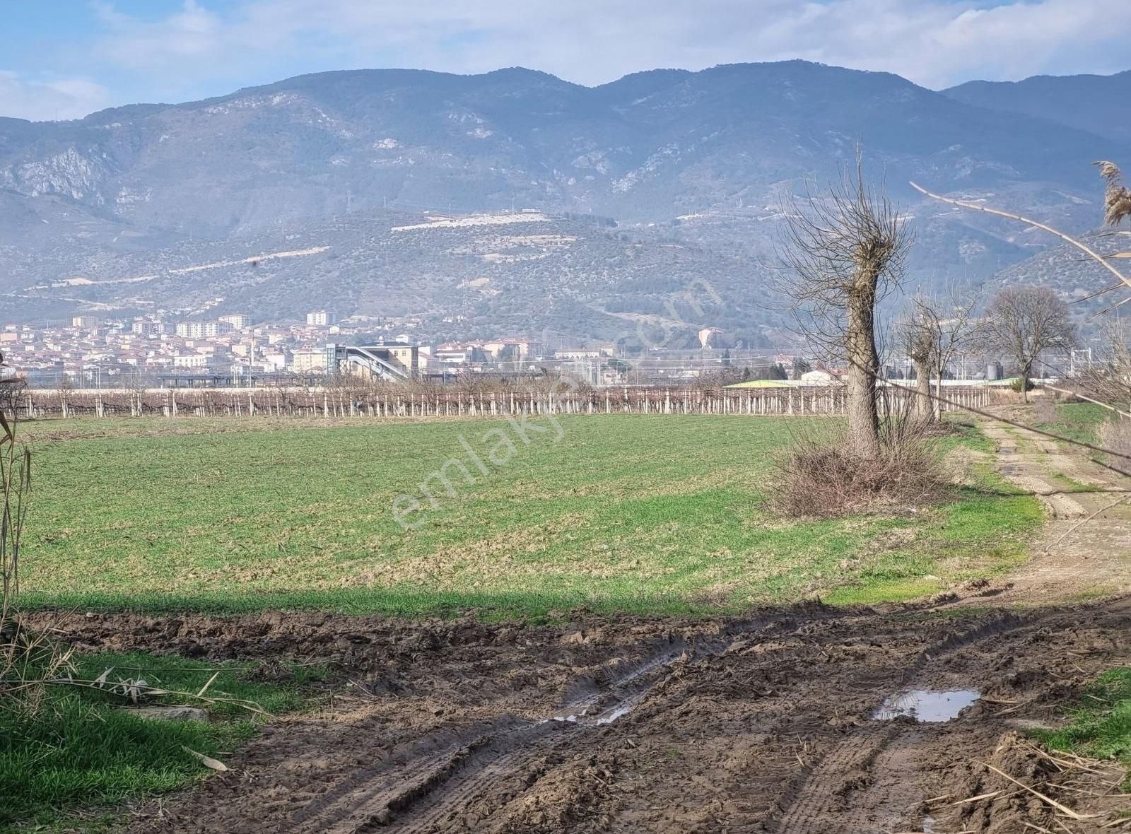 Pamukova Cihadiye Satılık Tarla Pamukova Cihadiye De Resmi Yol Kenarı 1500 M² Tarla