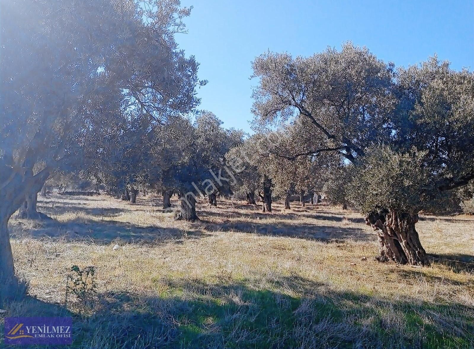 Bayındır Turan Satılık Zeytinlik Bayındır Turan Mahallesi Satılık Zeytin Bahçesi