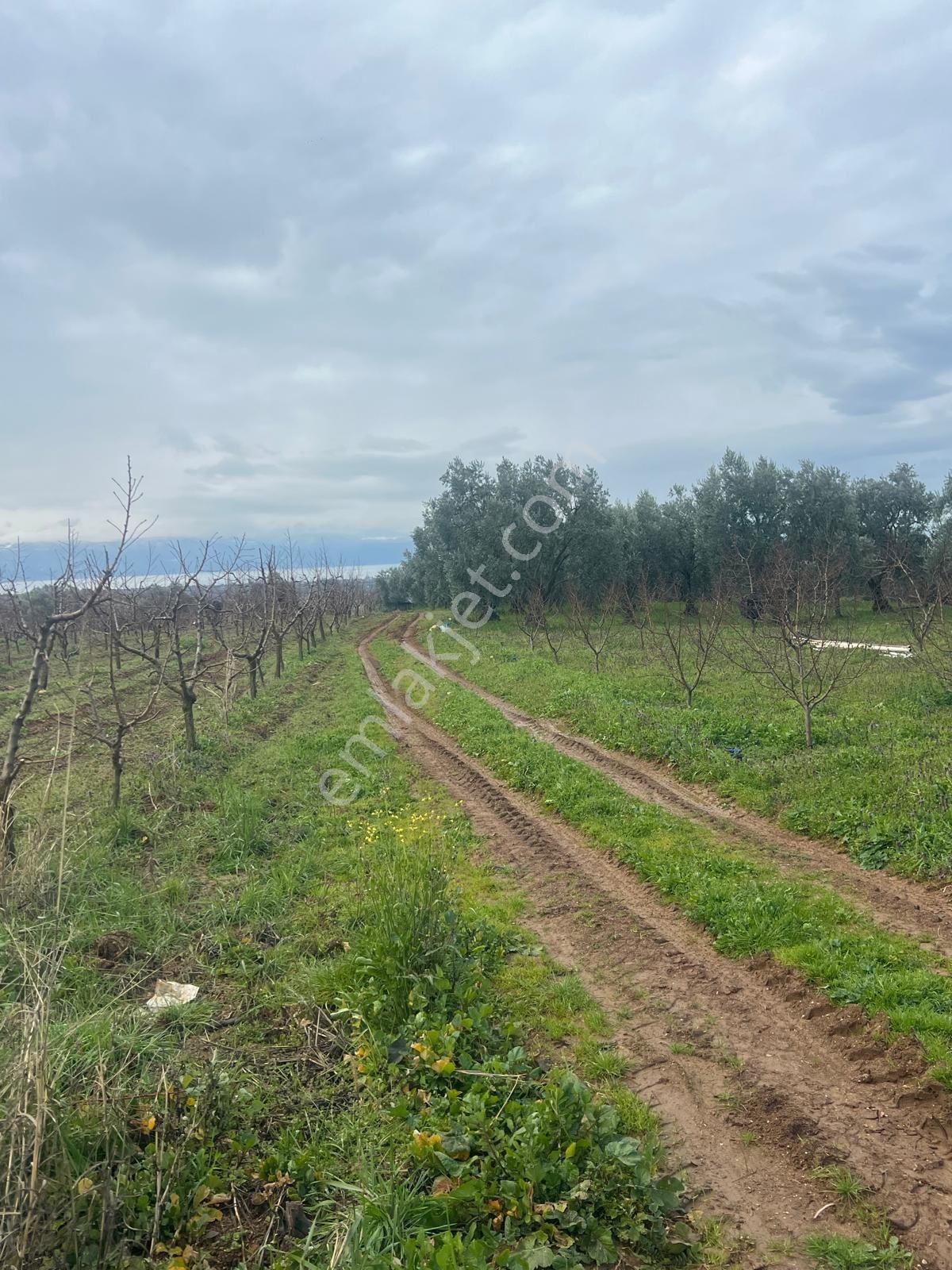 İznik Ömerli Mah. Bakımlı Nektarin Bahçesi - Görsel 7