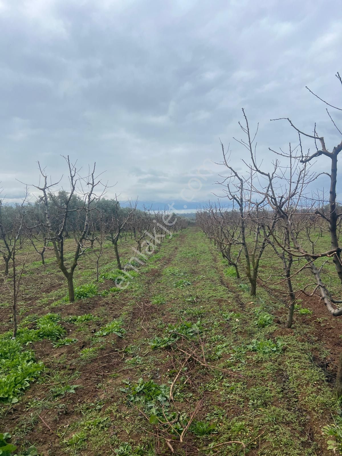 İznik Ömerli Satılık Tarla İznik Ömerli Mah. Bakımlı Nektarin Bahçesi