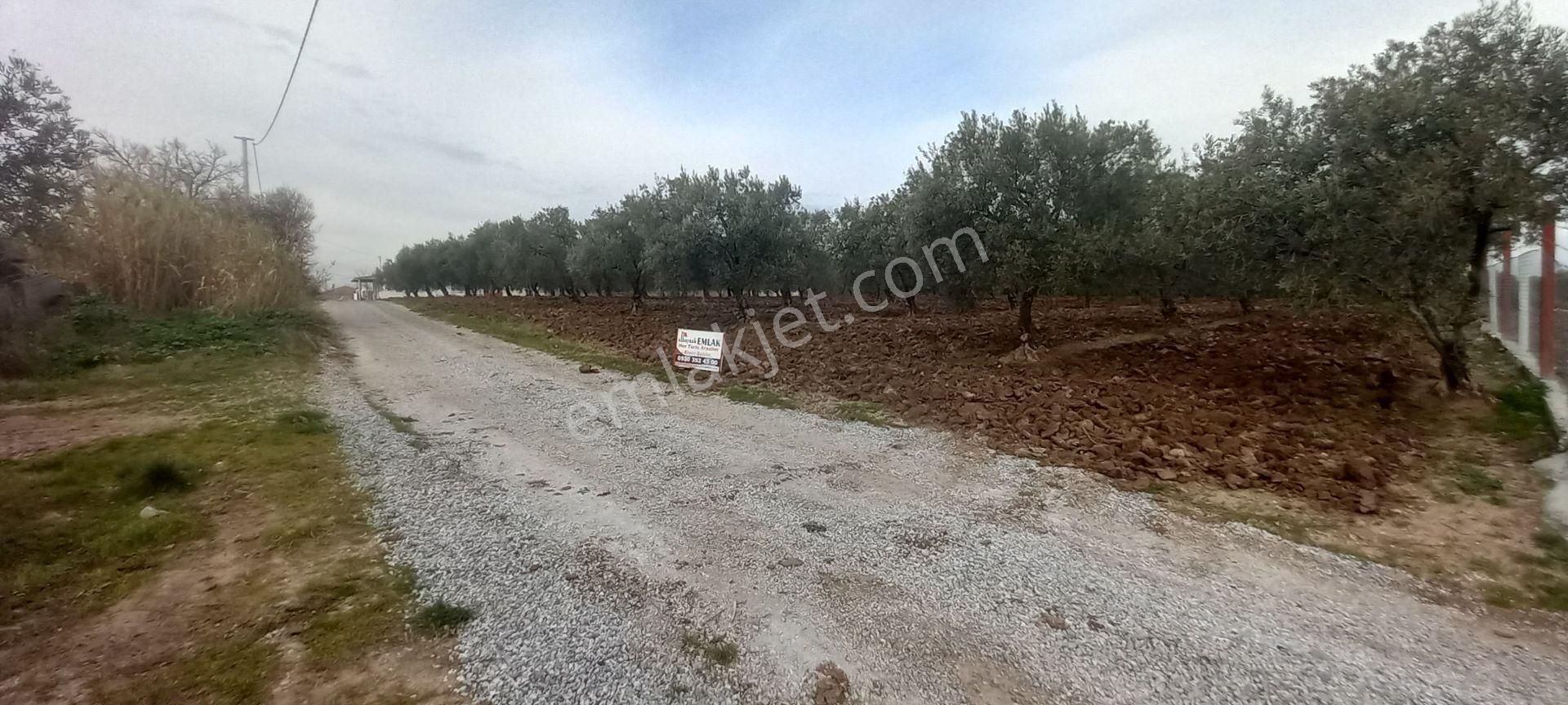 Akhisar Doğuca Da Satılık 1.050 M2 Dubleks İmarlı Arsalar 3.995.000 Tl - Görsel 15