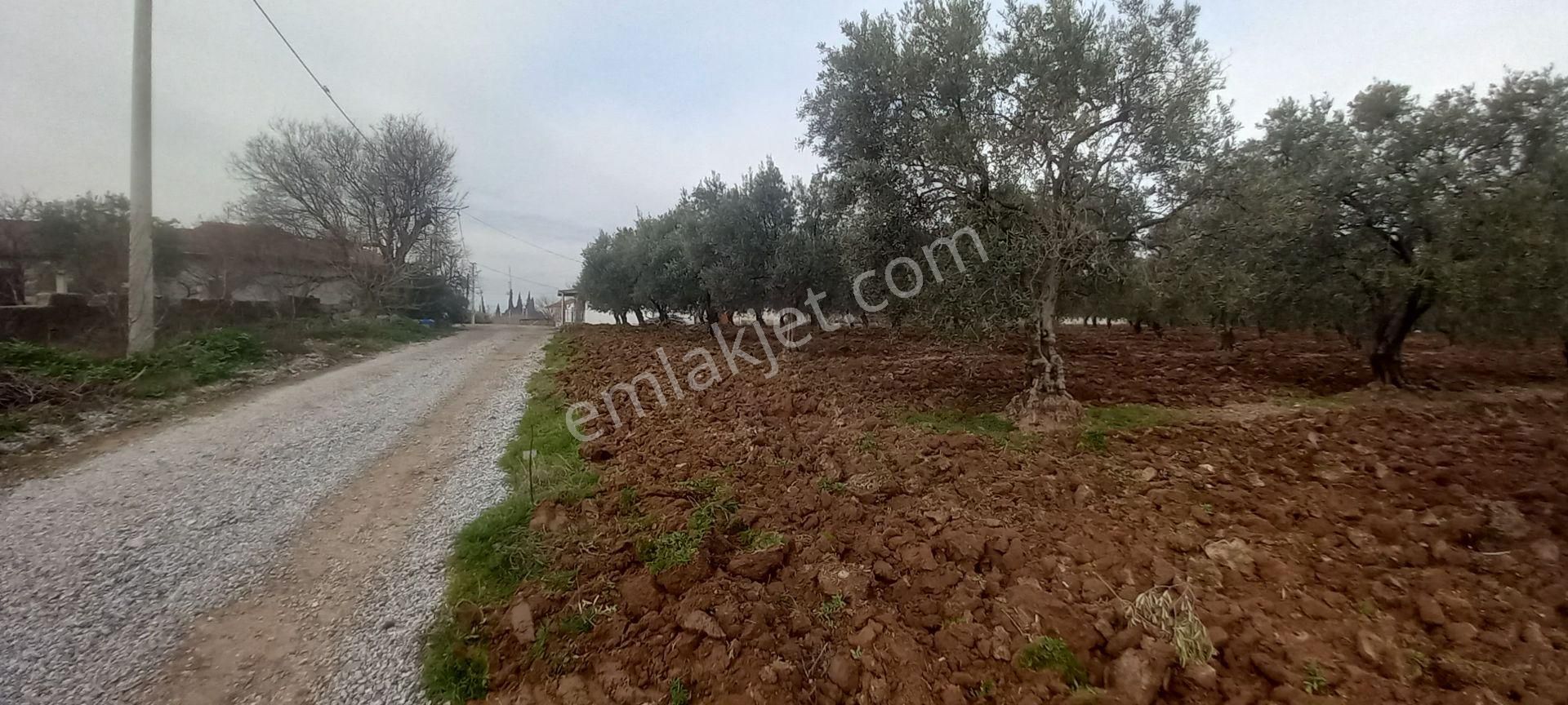 Akhisar Doğuca Da Satılık 1.050 M2 Dubleks İmarlı Arsalar 3.995.000 Tl - Görsel 4