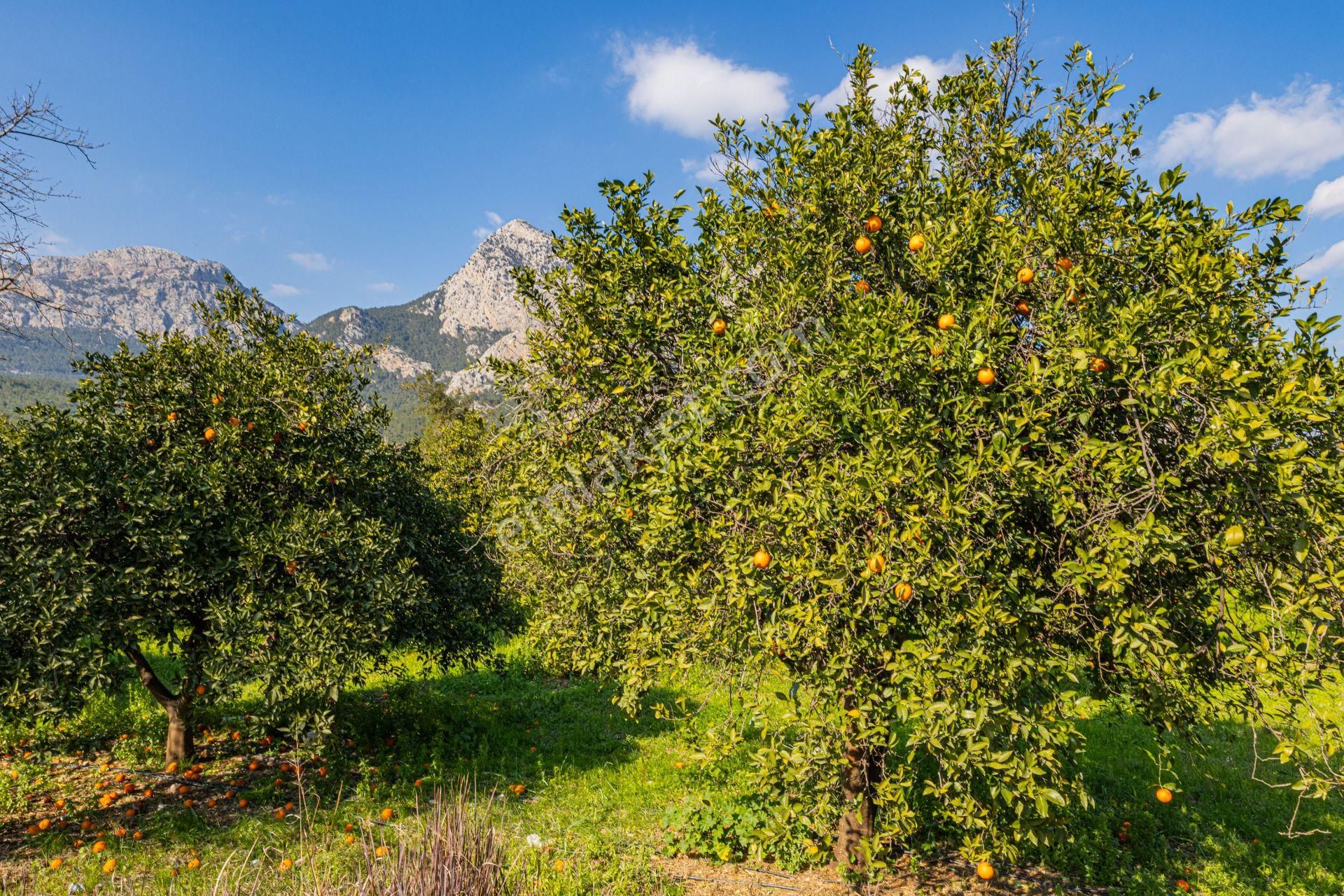 Konyaaltı Doyran Çamlıbel Satılık Tarla Doyran Çamlıbel Mahallesın'de 4.380m2 Tarla