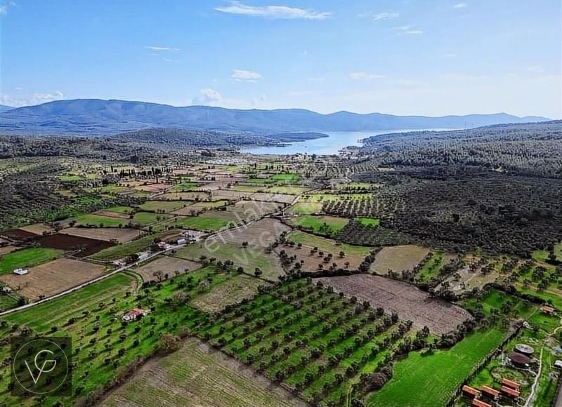 Muğla Milas Bozbük'te Yatırımlık Zeytinli Tarla - Görsel 2