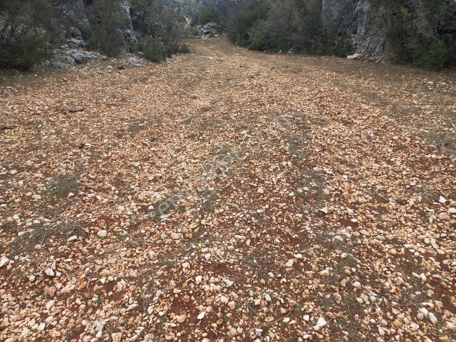 Müstakil Tapu 1775 M² Asfalt Yol - Görsel 6