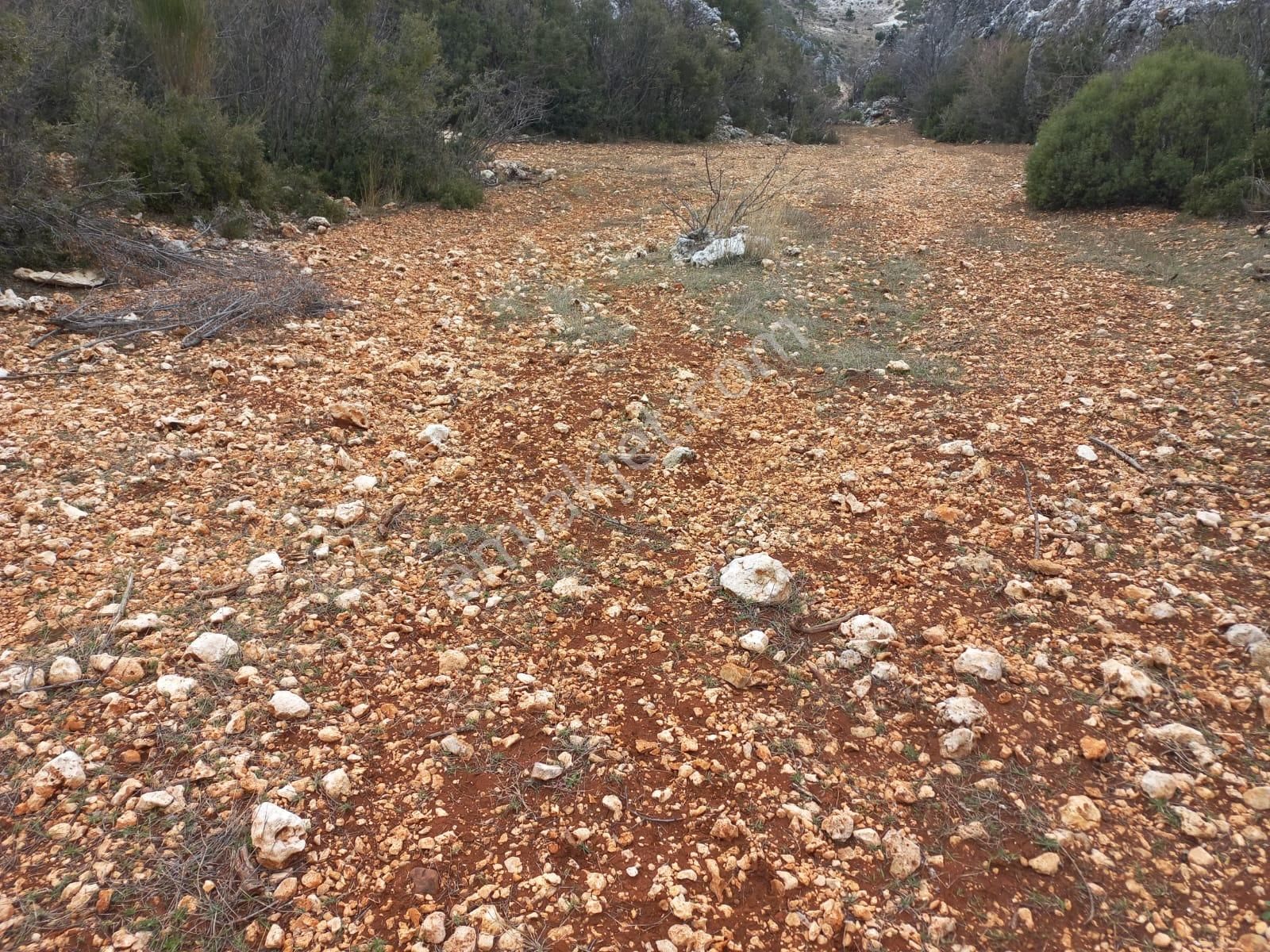 Gülnar Ardıçpınarı Satılık Tarla Müstakil Tapu 1775 M² Asfalt Yol