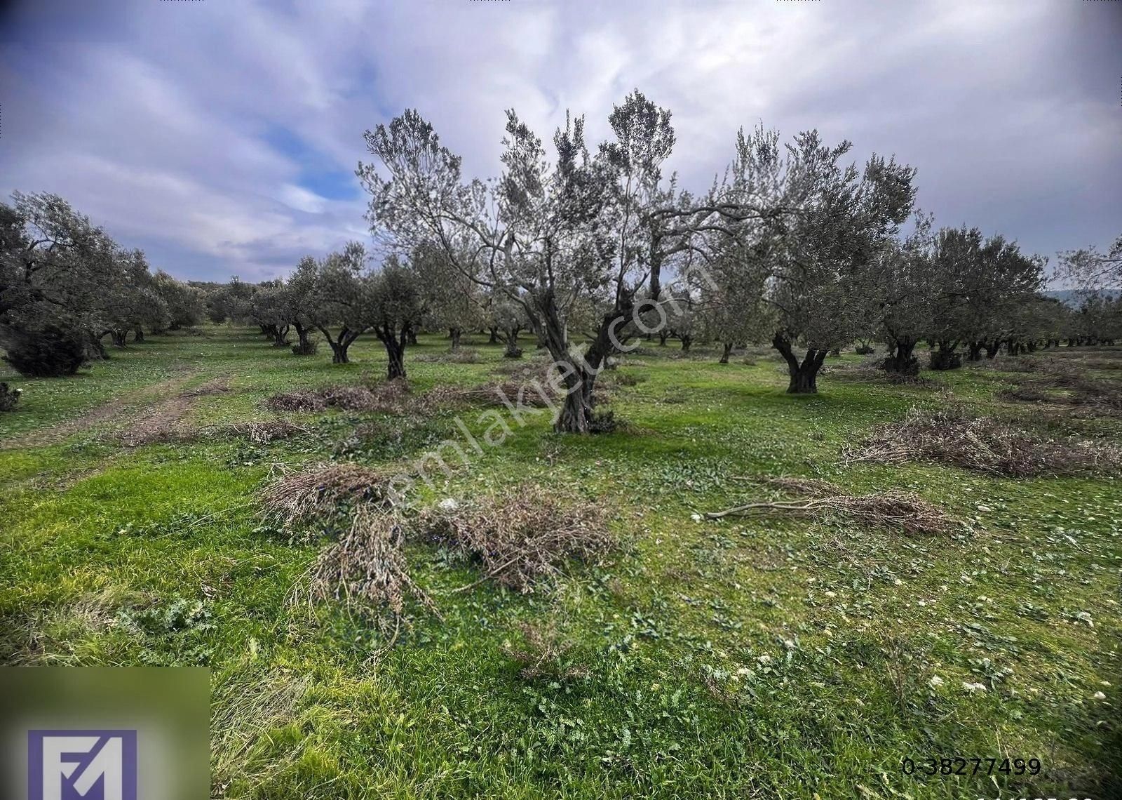 Foça Ilıpınar Satılık Tarla Foça Ilıpınarda Satılık Zeytinli Tarla