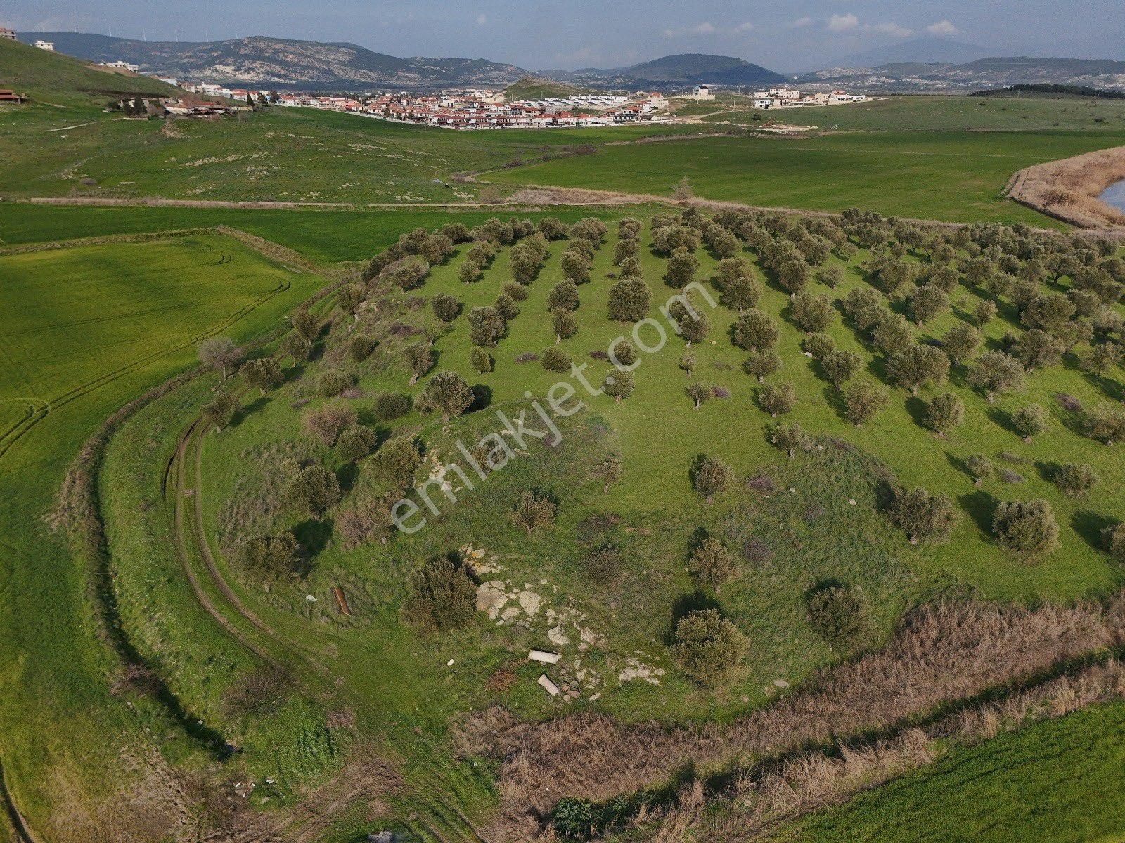 Foça Kazım Dirik Satılık Tarla Bağarası Yerleşime 500 Metre Uzaklıkta Satılık Zeytinlik