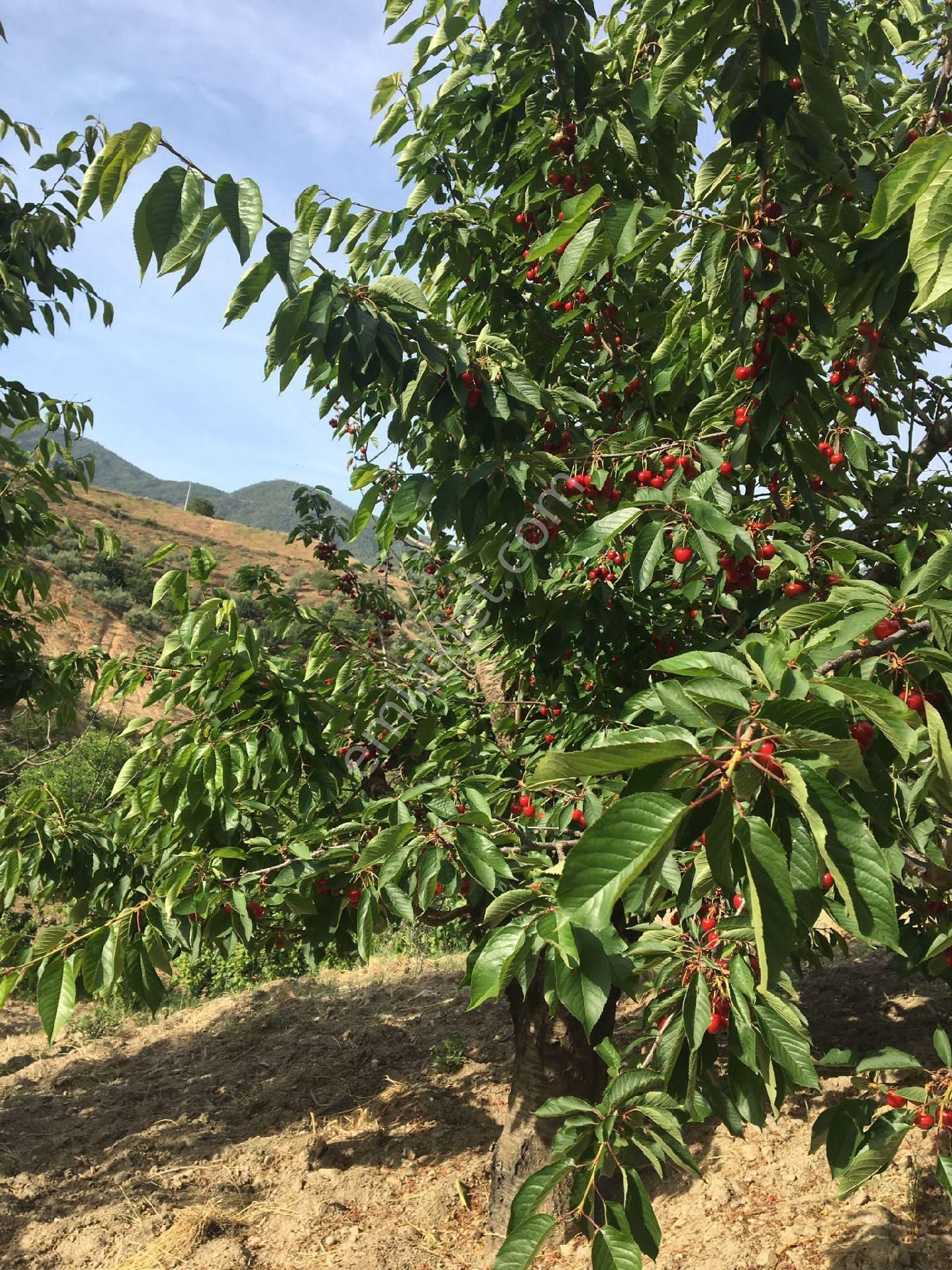 Satılık Aşağıyakacık 6.5önüm - Görsel 15