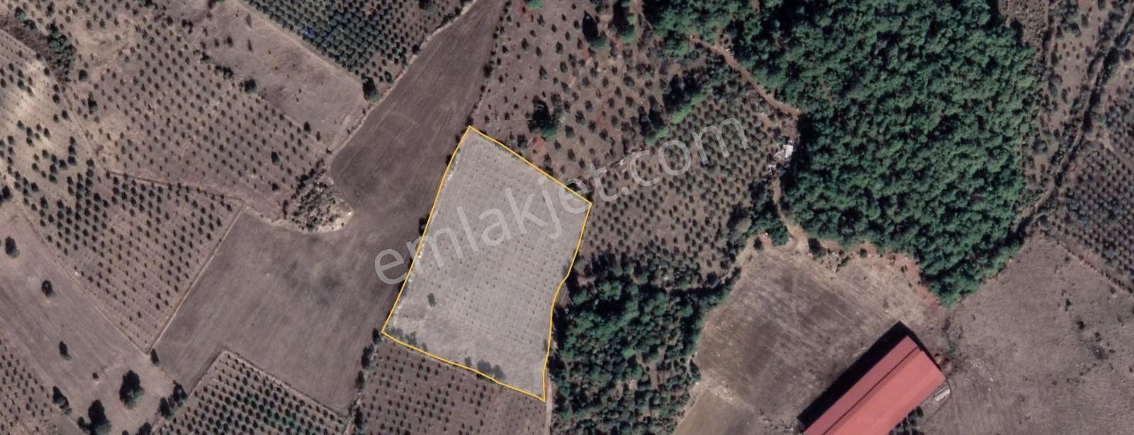 Bergama Cevaplı Satılık Zeytinlik Bergama Cevaplıda 3310m2 Tarla