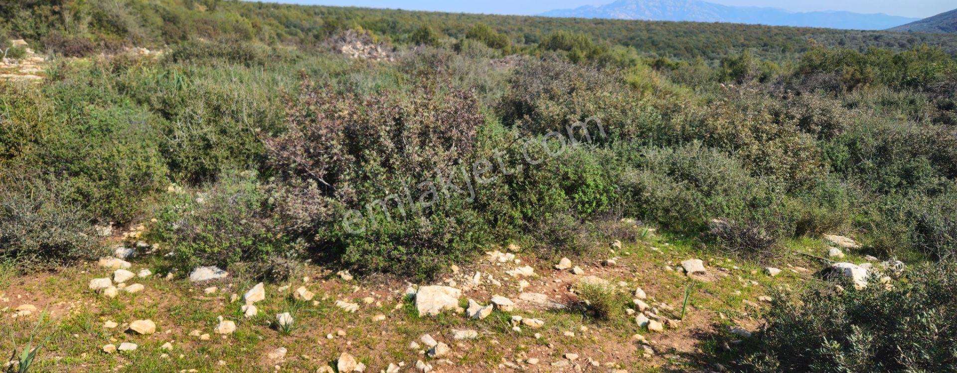 Satılık Arsa Didim Akyeniköy Mah Bozseki - Görsel 5
