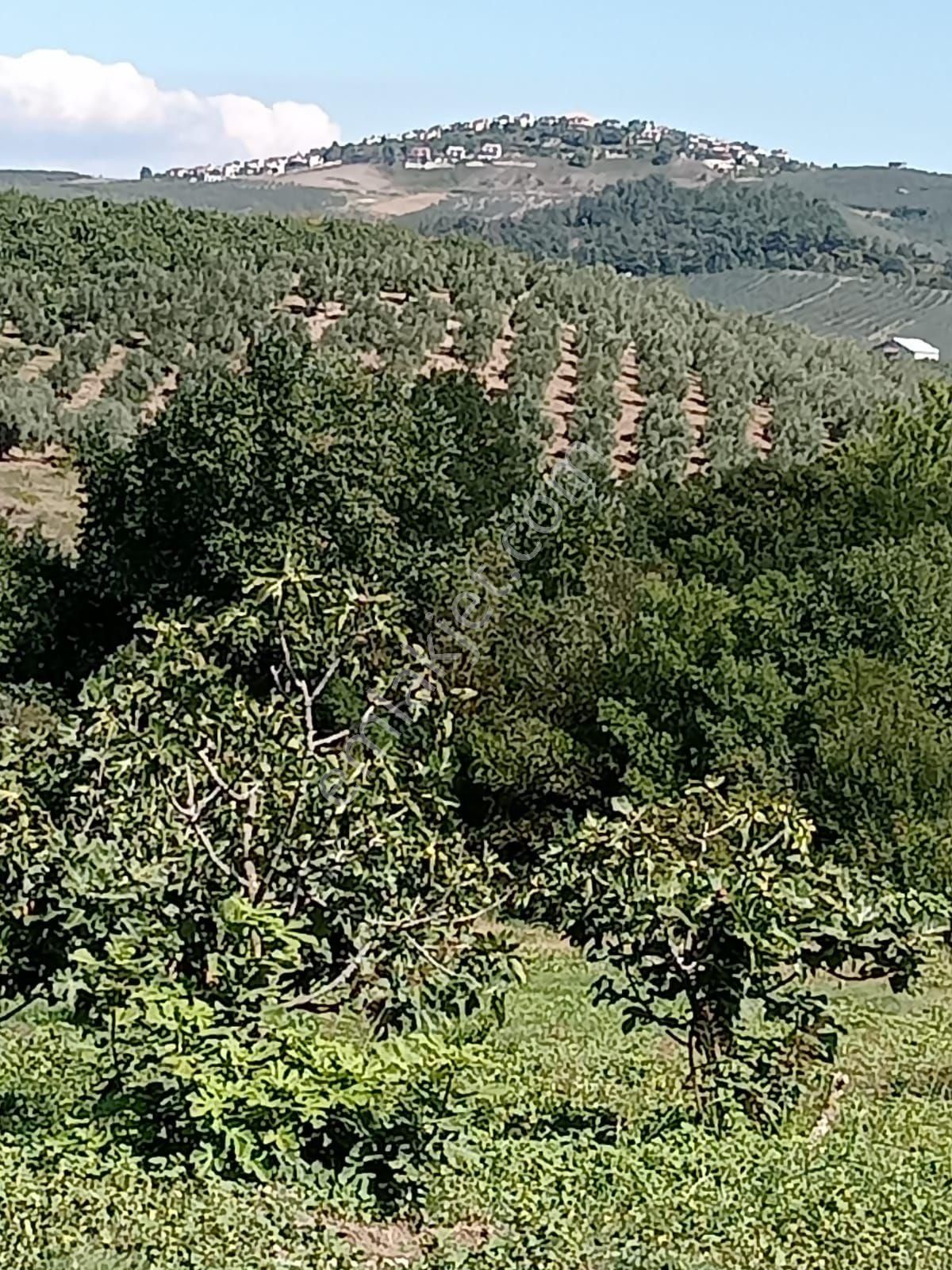 Mudanya Akköy Satılık Zeytinlik Mudanya Akköy De Satılık Zeytinlik