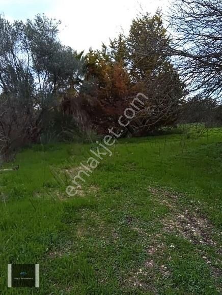 Urla Rüstem'de 3.077 M2 %7 İmarlı Od Urla Yakın Arsa - Görsel 3