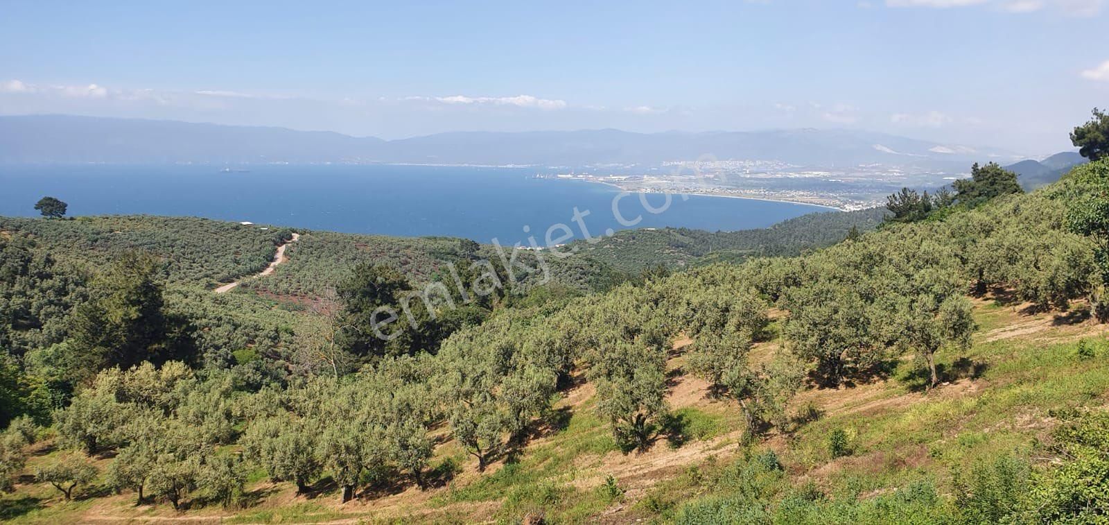 Osmangazi Gündoğdu Satılık Zeytinlik Canyapıdan Gündoğdu Da Deniz Gören Satılık Arsa