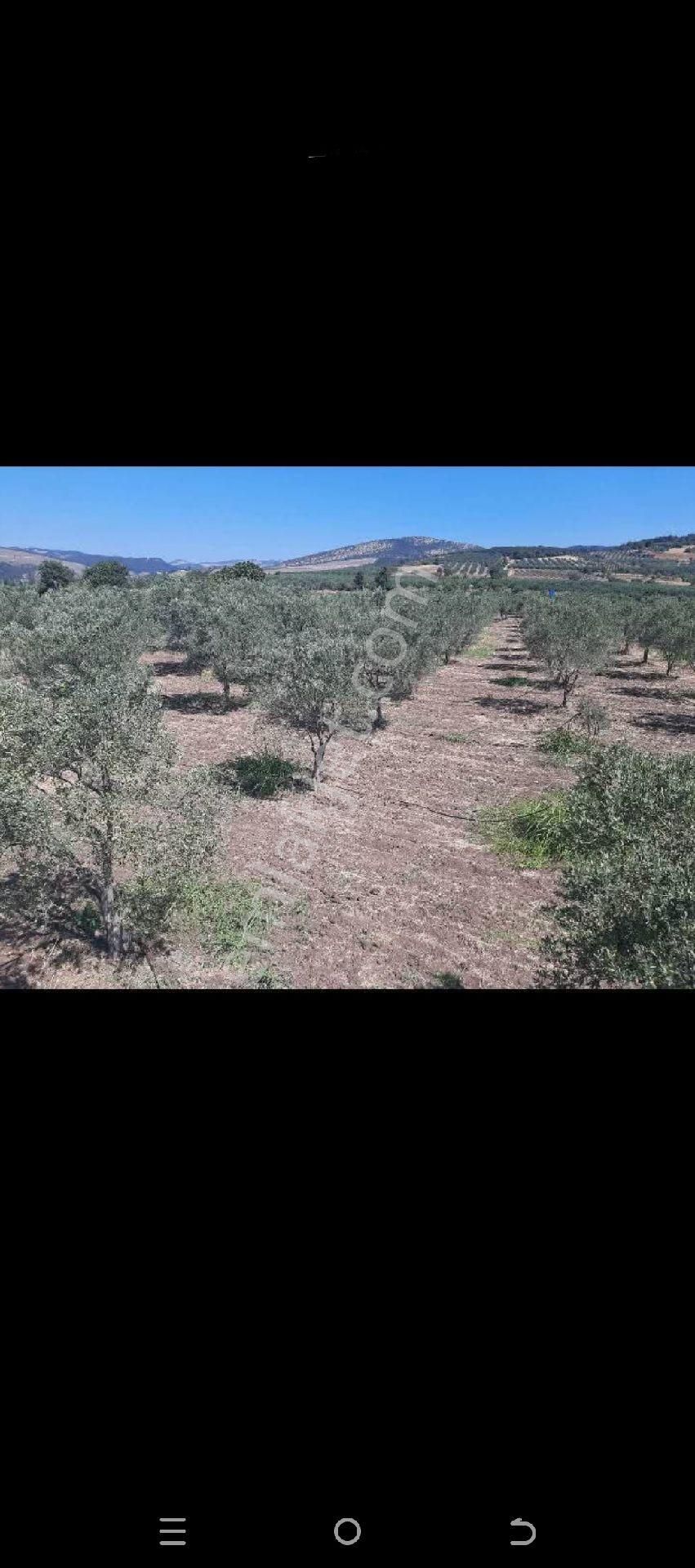 Akhisar Sarılar Satılık Zeytinlik Sarılar Köyü'nde, 4 Dönüm Köşe Parsel, 120 Adet Zeytin Ağaçlı, Sulama Sistemi Kurulu Zeytinlik