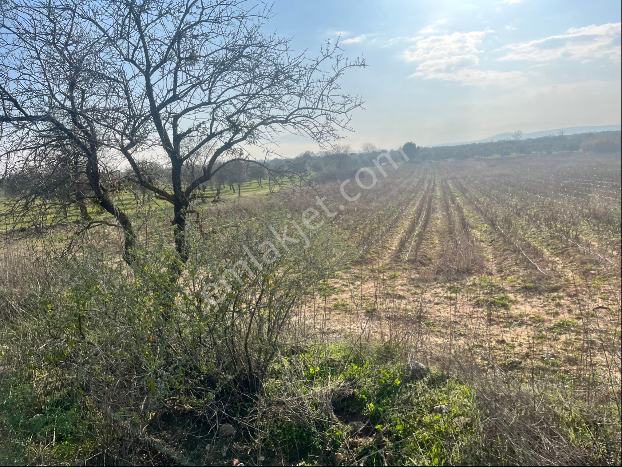 Paşaköy Sarıçam Arası Asvalt Dibinde 10400m2 Tek Tapu Satılık Tarla - Görsel 3
