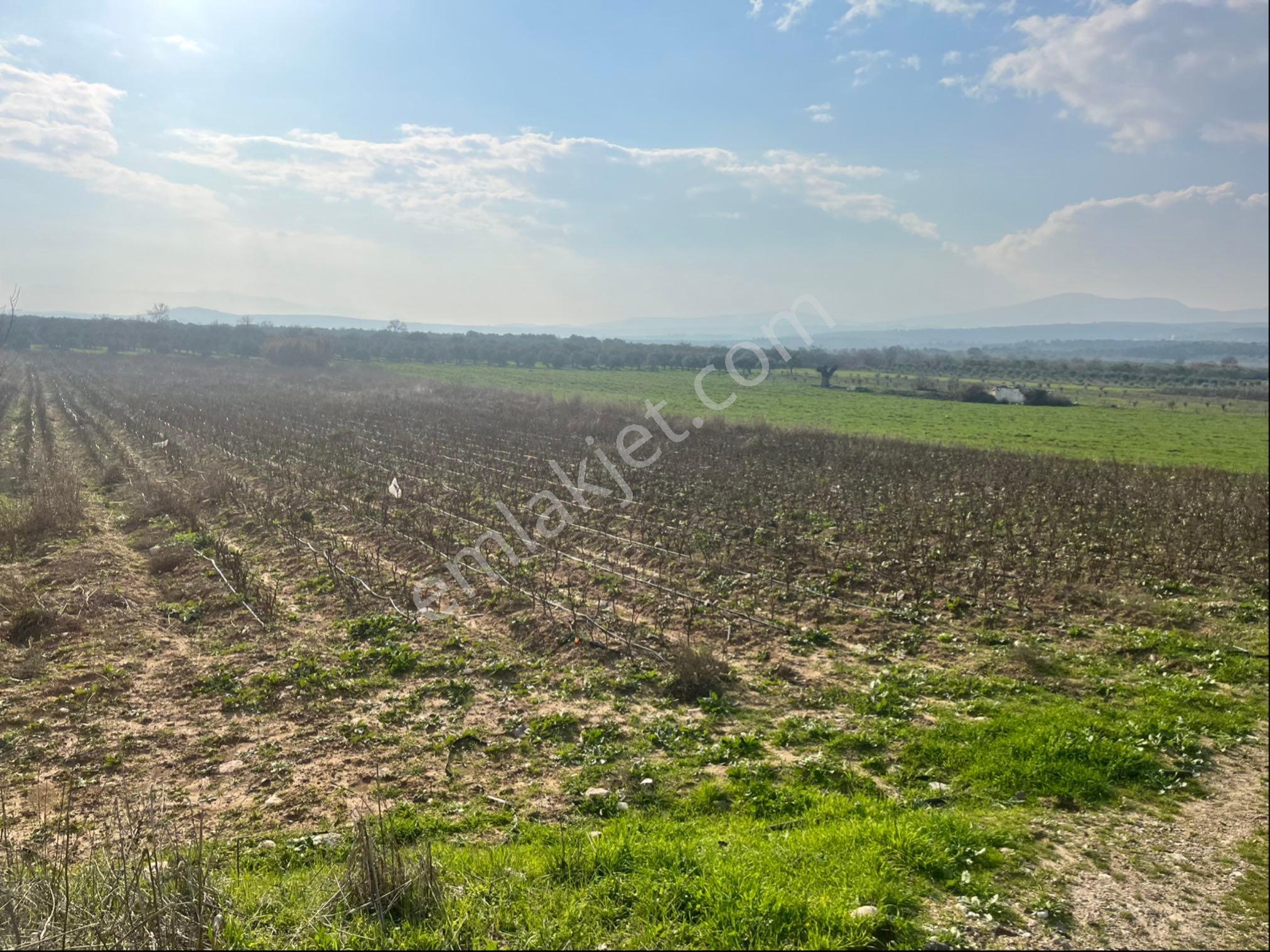 Paşaköy Sarıçam Arası Asvalt Dibinde 10400m2 Tek Tapu Satılık Tarla - Görsel 18