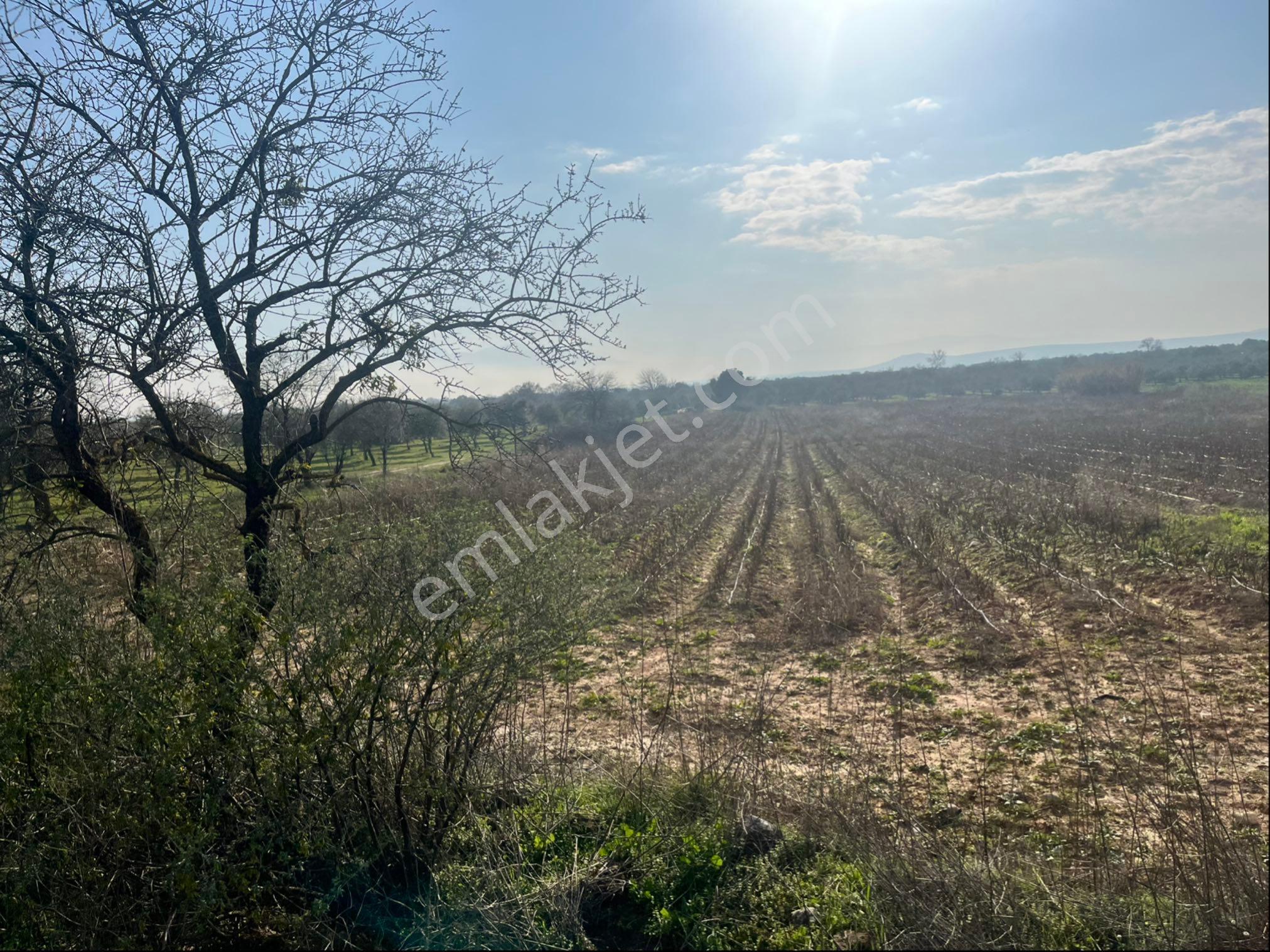 Paşaköy Sarıçam Arası Asvalt Dibinde 10400m2 Tek Tapu Satılık Tarla - Görsel 2
