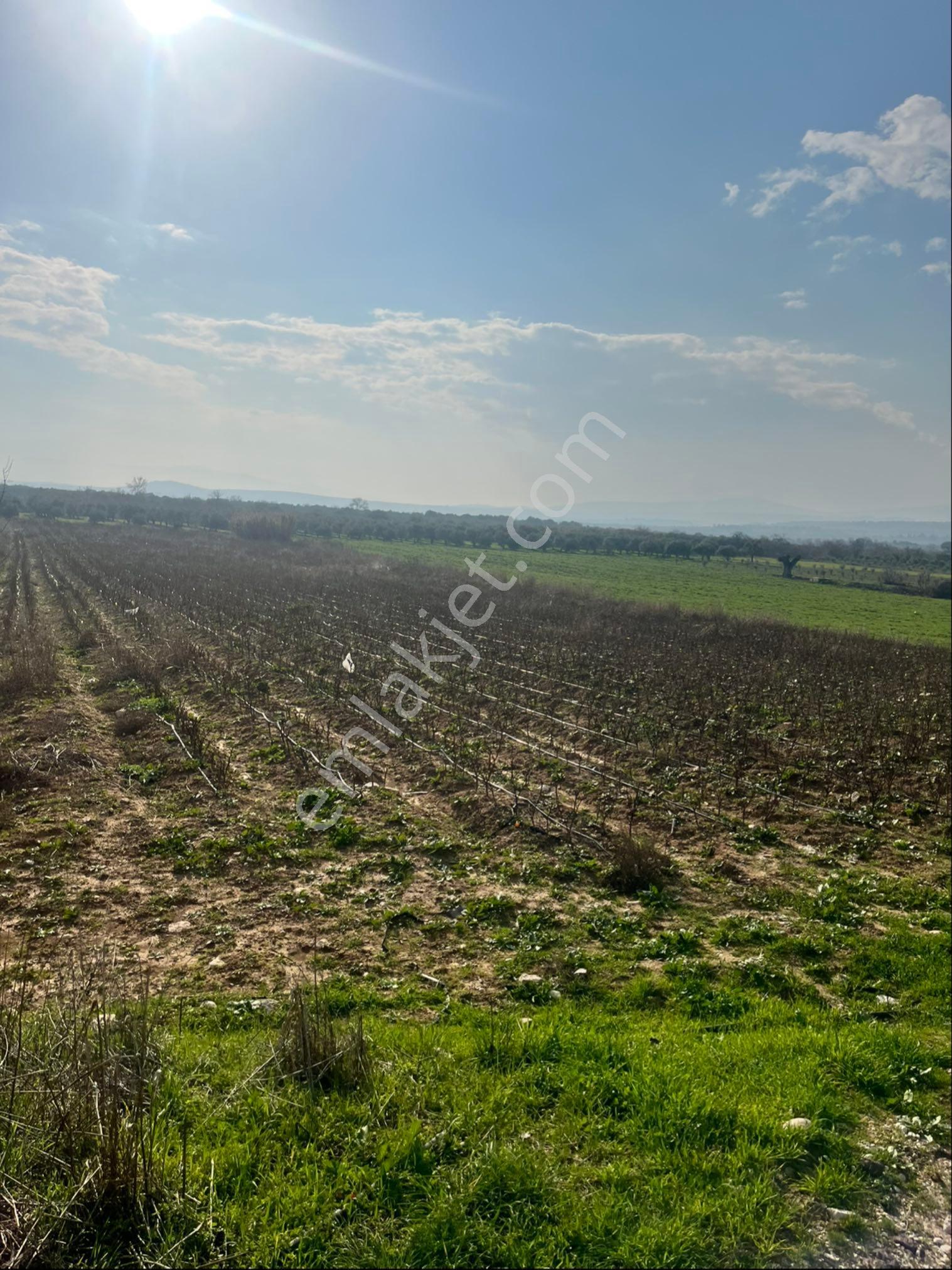 Paşaköy Sarıçam Arası Asvalt Dibinde 10400m2 Tek Tapu Satılık Tarla - Görsel 17