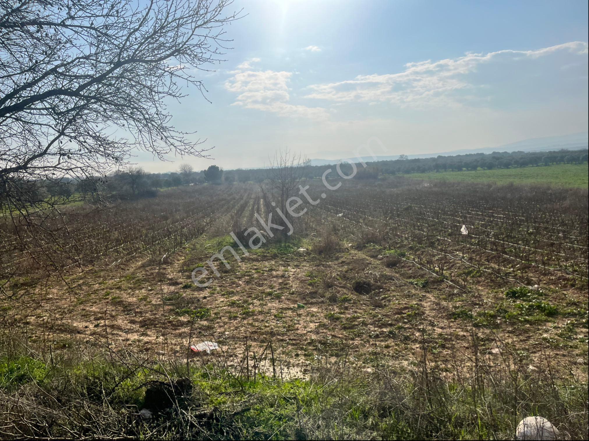 Paşaköy Sarıçam Arası Asvalt Dibinde 10400m2 Tek Tapu Satılık Tarla - Görsel 11
