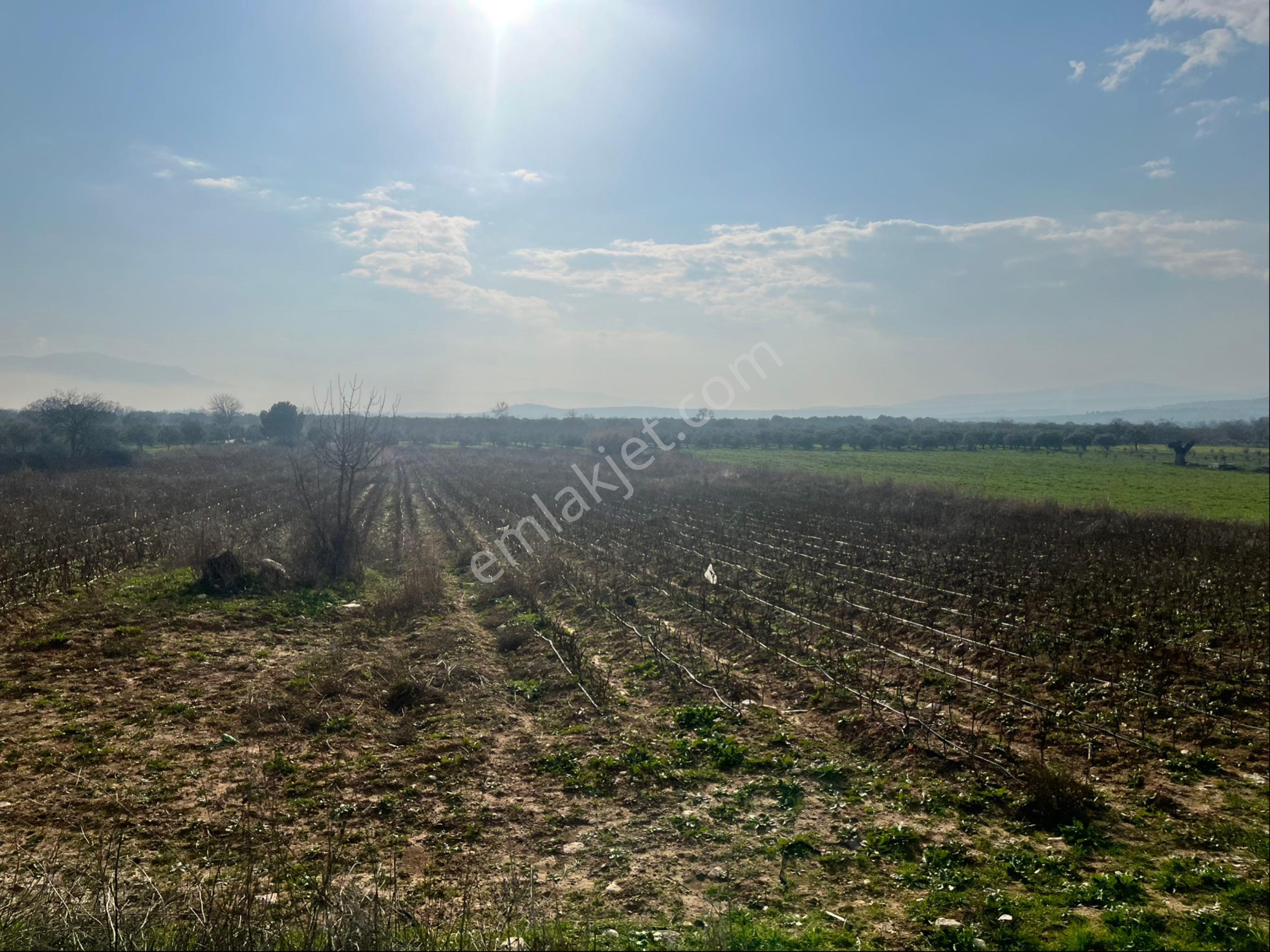 Paşaköy Sarıçam Arası Asvalt Dibinde 10400m2 Tek Tapu Satılık Tarla - Görsel 20