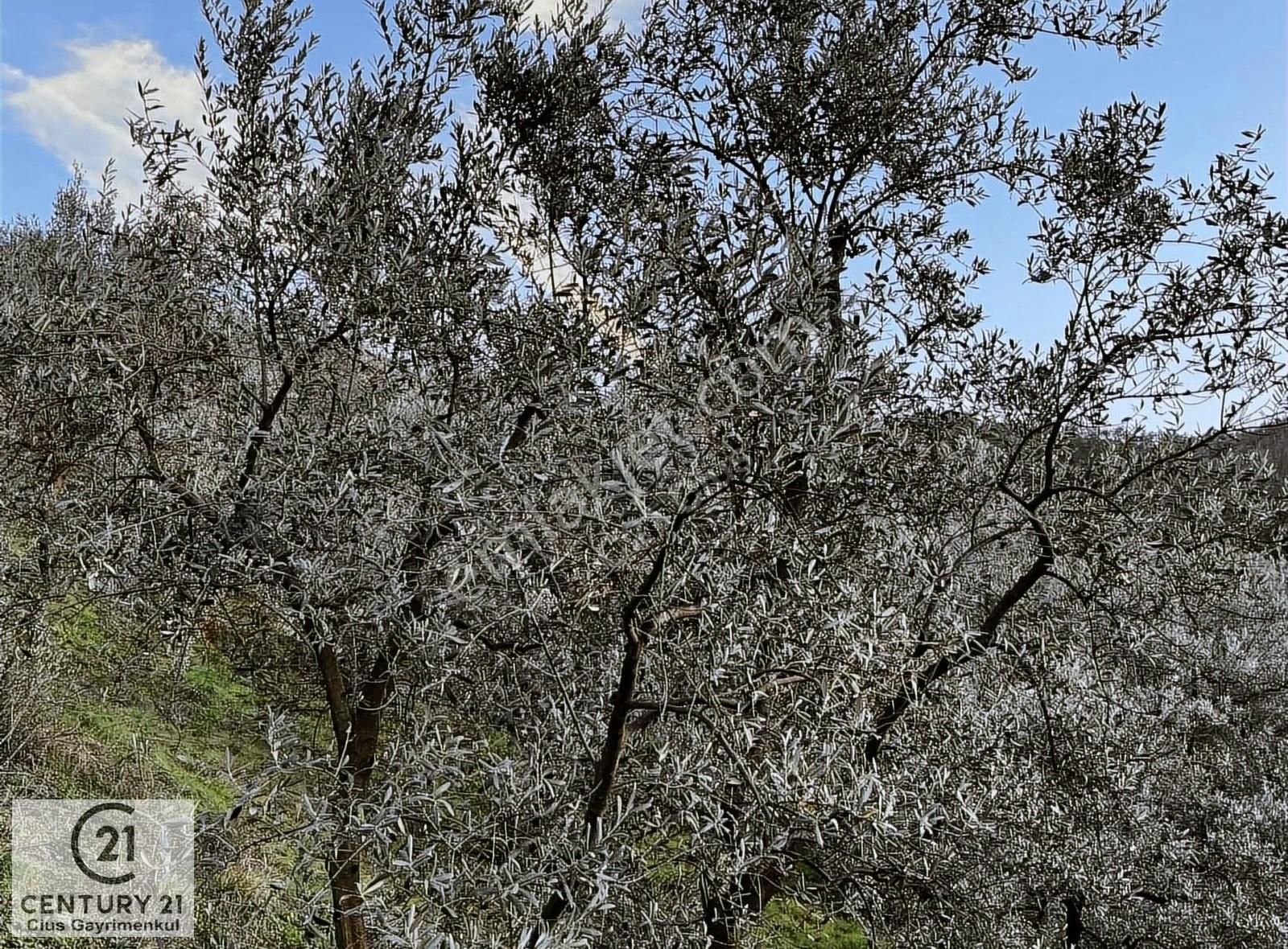 Gemlik Güvenli Satılık Zeytinlik C21 Cius ; Güvenli Köyünde 1836 M2 Satılık Zeytinlik