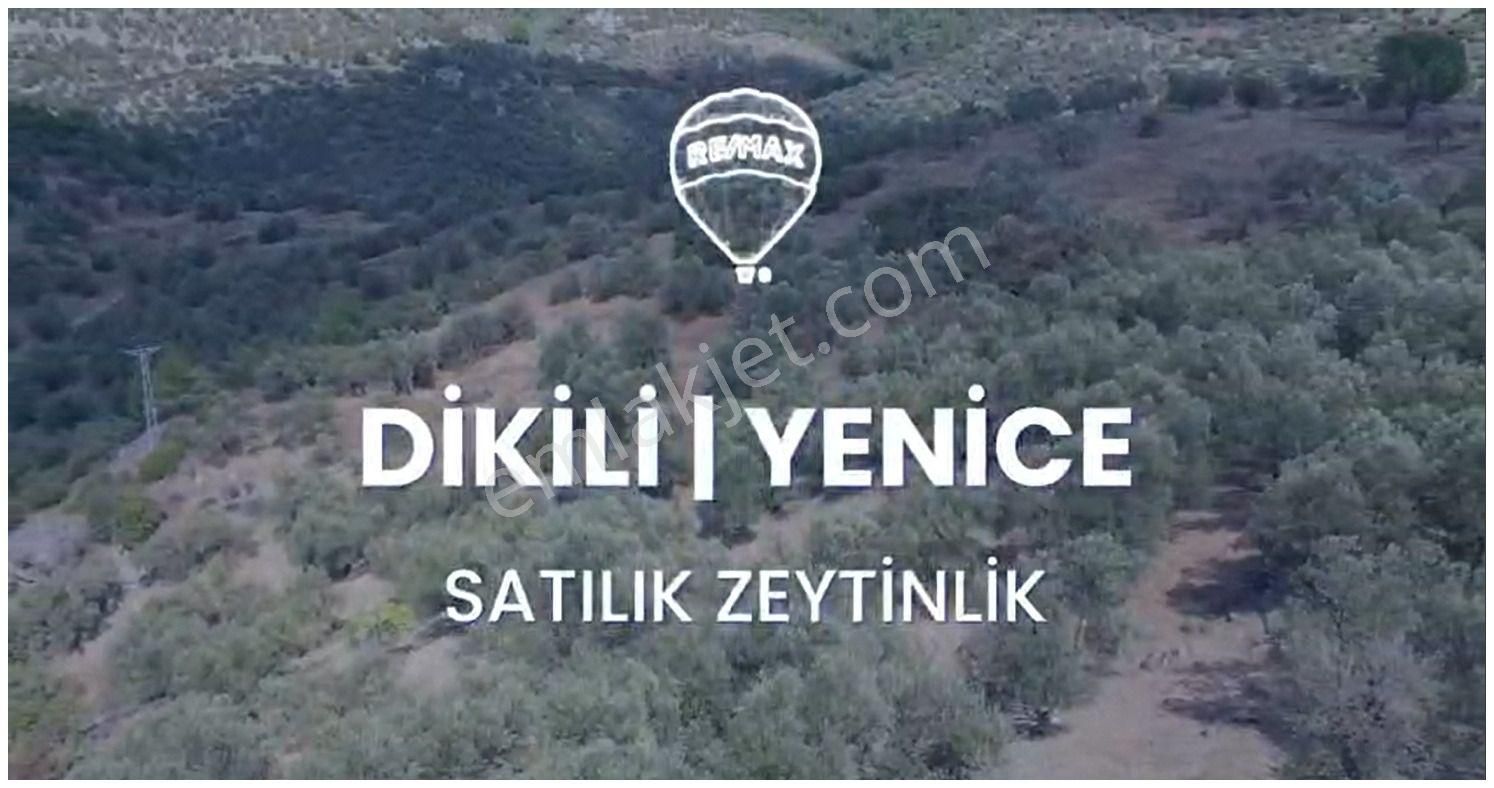 Dikili Yenice Satılık Zeytinlik Dikili Yenice Köyünde Satılık Zeytinlik