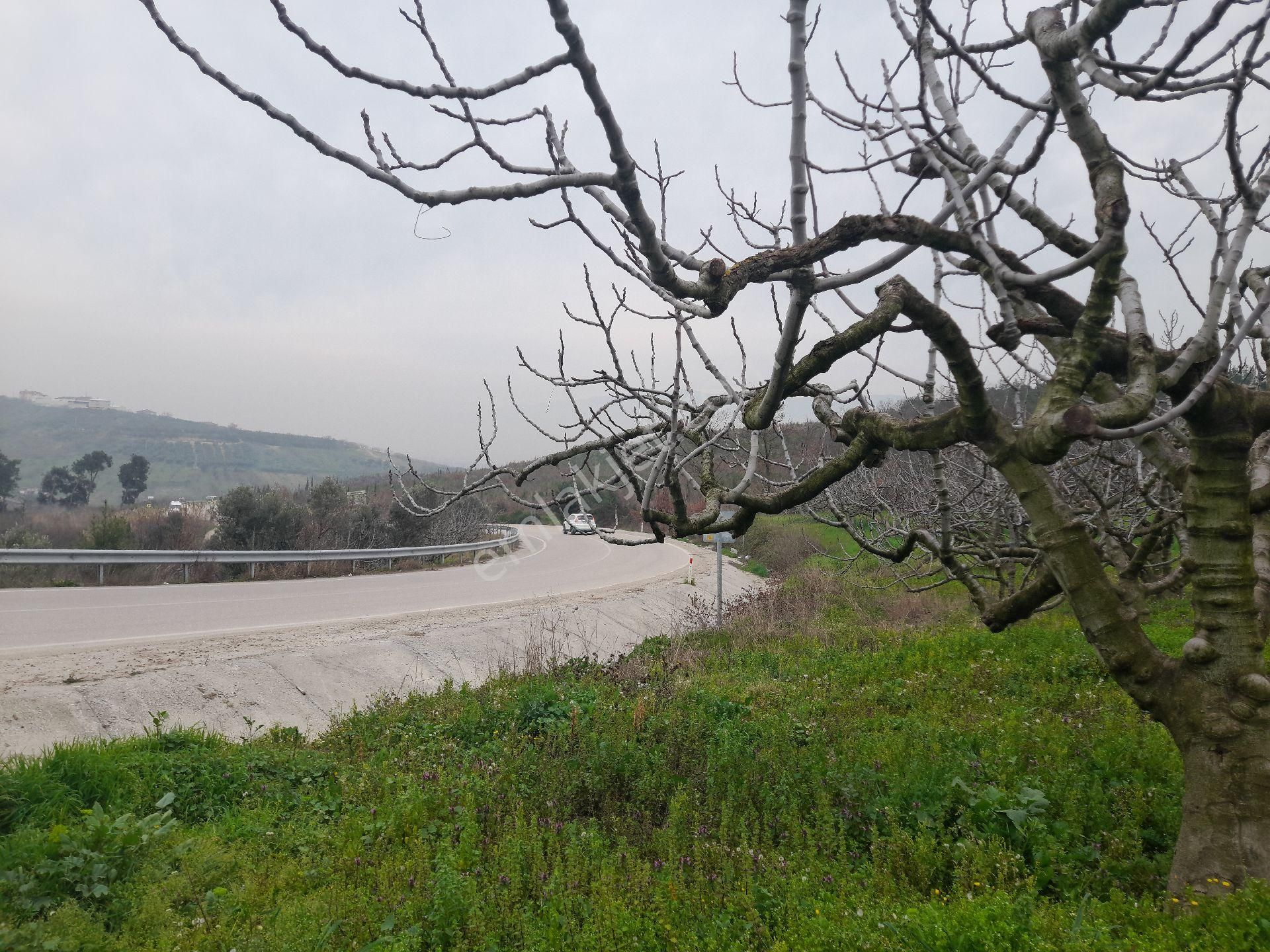 Osmangazi Ahmetbey Satılık Tarla Bursa Osmangazi Gündoğdu Satılık Bahçe