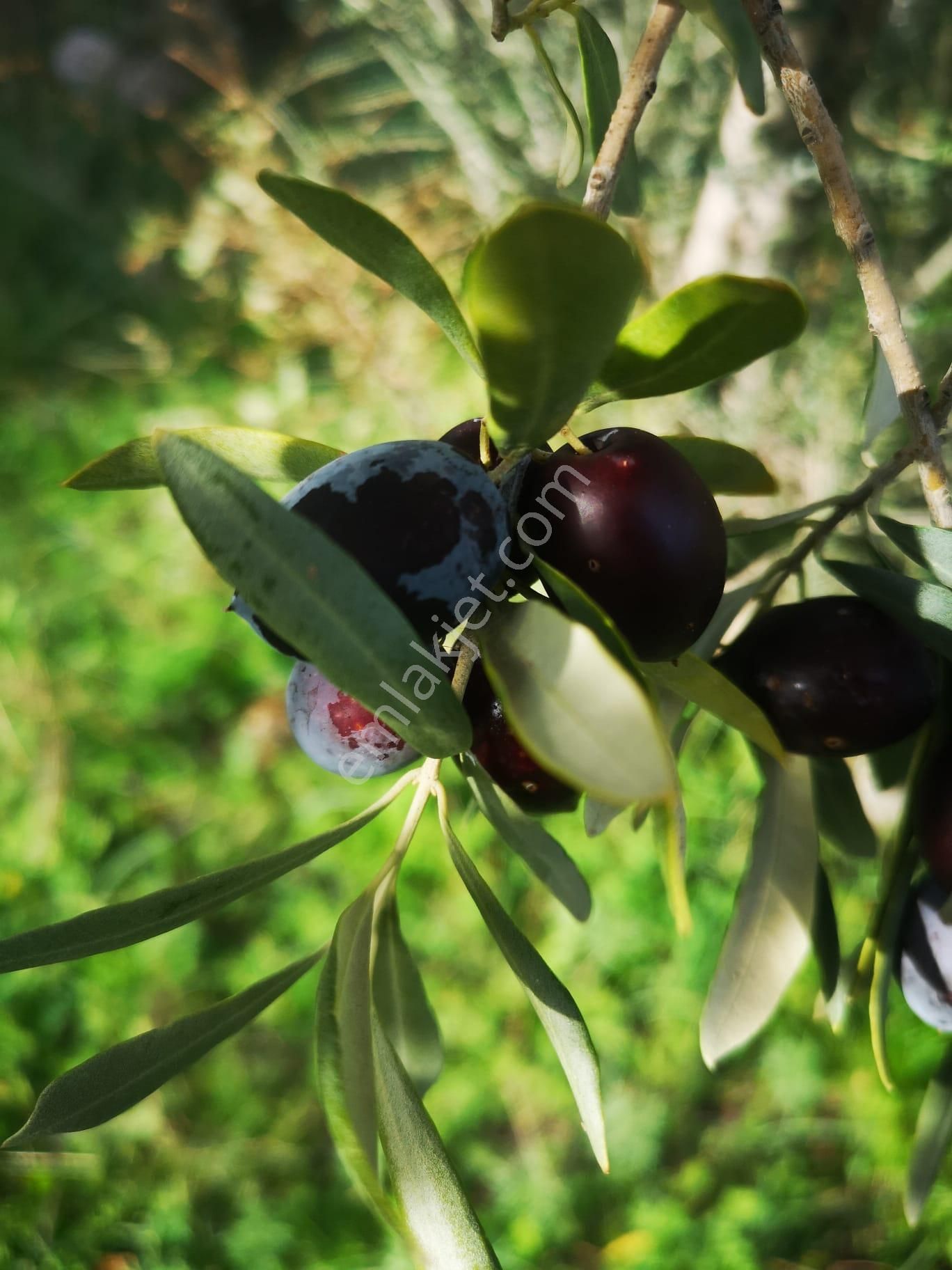 Çine Hacıpaşalar Satılık Zeytinlik Aydın Çine Satılık Zeytinlik Baraj Manzaralı