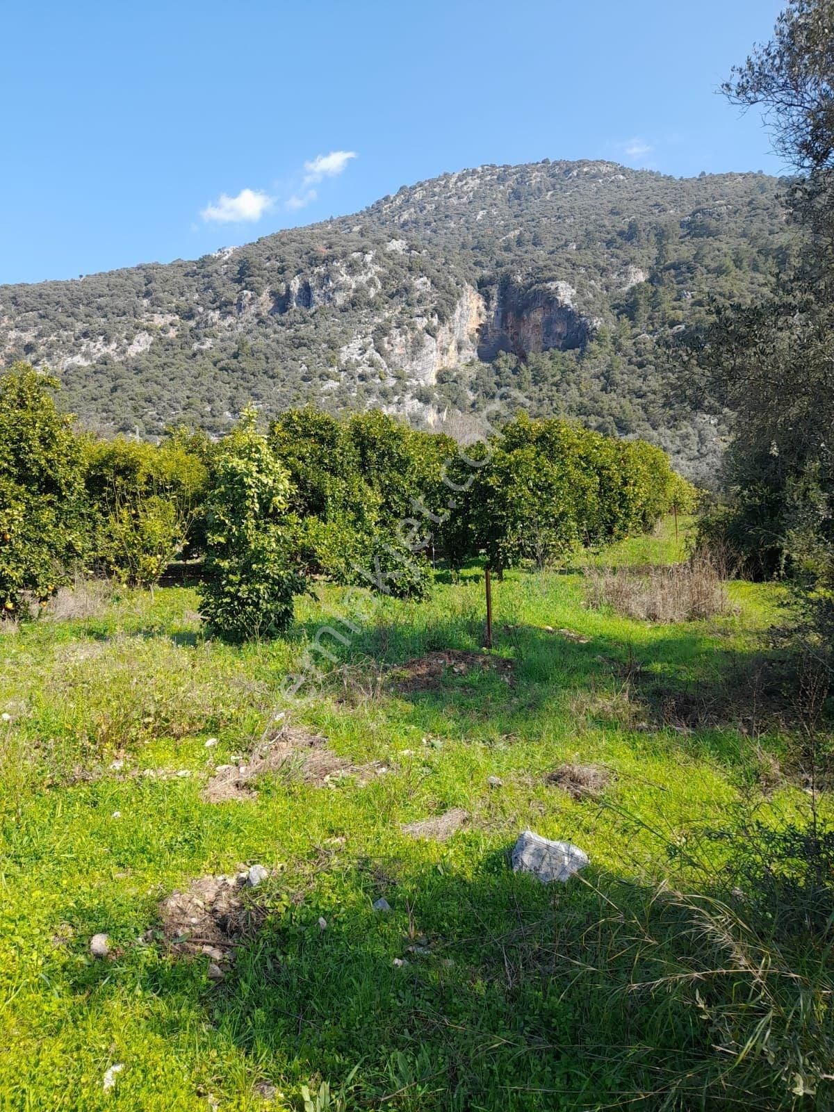 Köyceğiz Yangı Mah.satılık 839 M2 Tarla