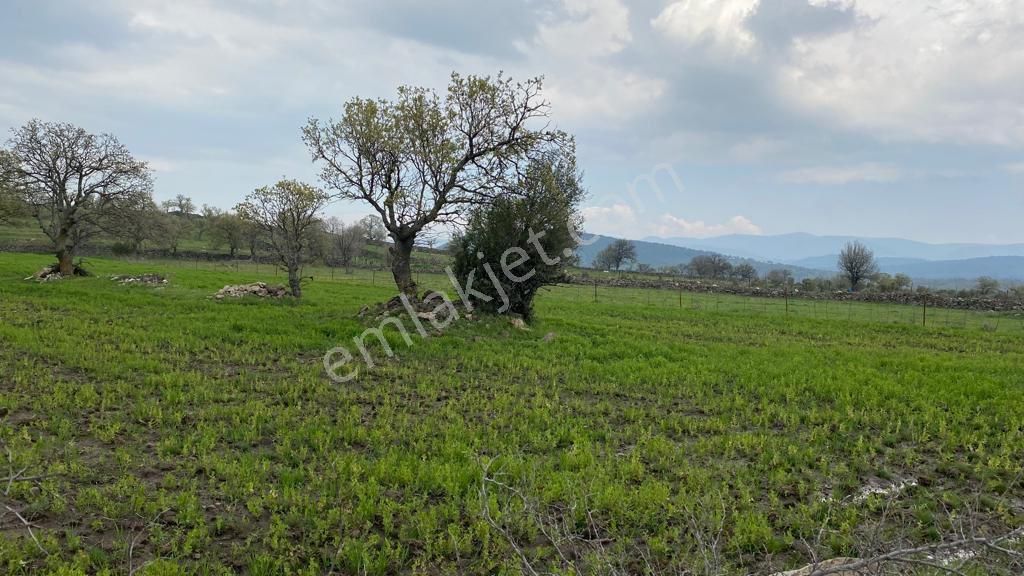 Yunusemre Süngüllü Satılık Tarla Manisa Yunusemre Süngüllü Mahallesinde Satılık Tarla