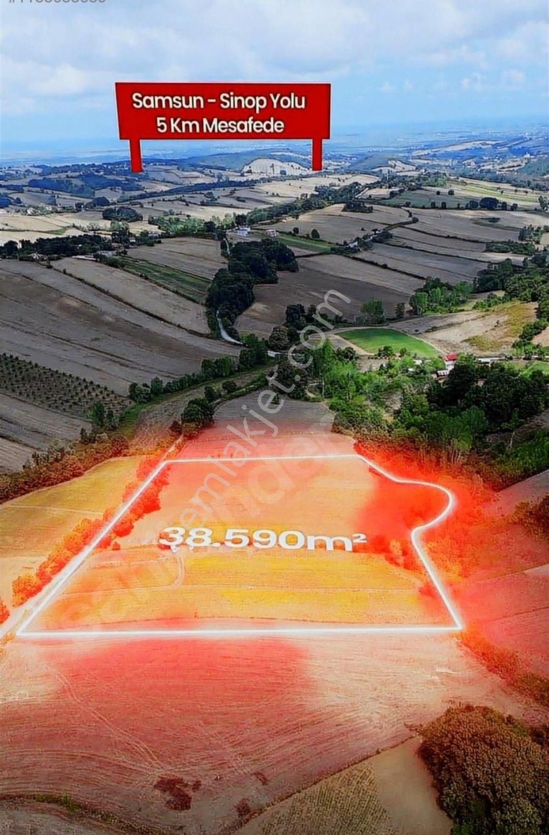 Samsun Verimli Bafra Ovasında Satılık 38595 M2 Verimli Arazi - Görsel 4