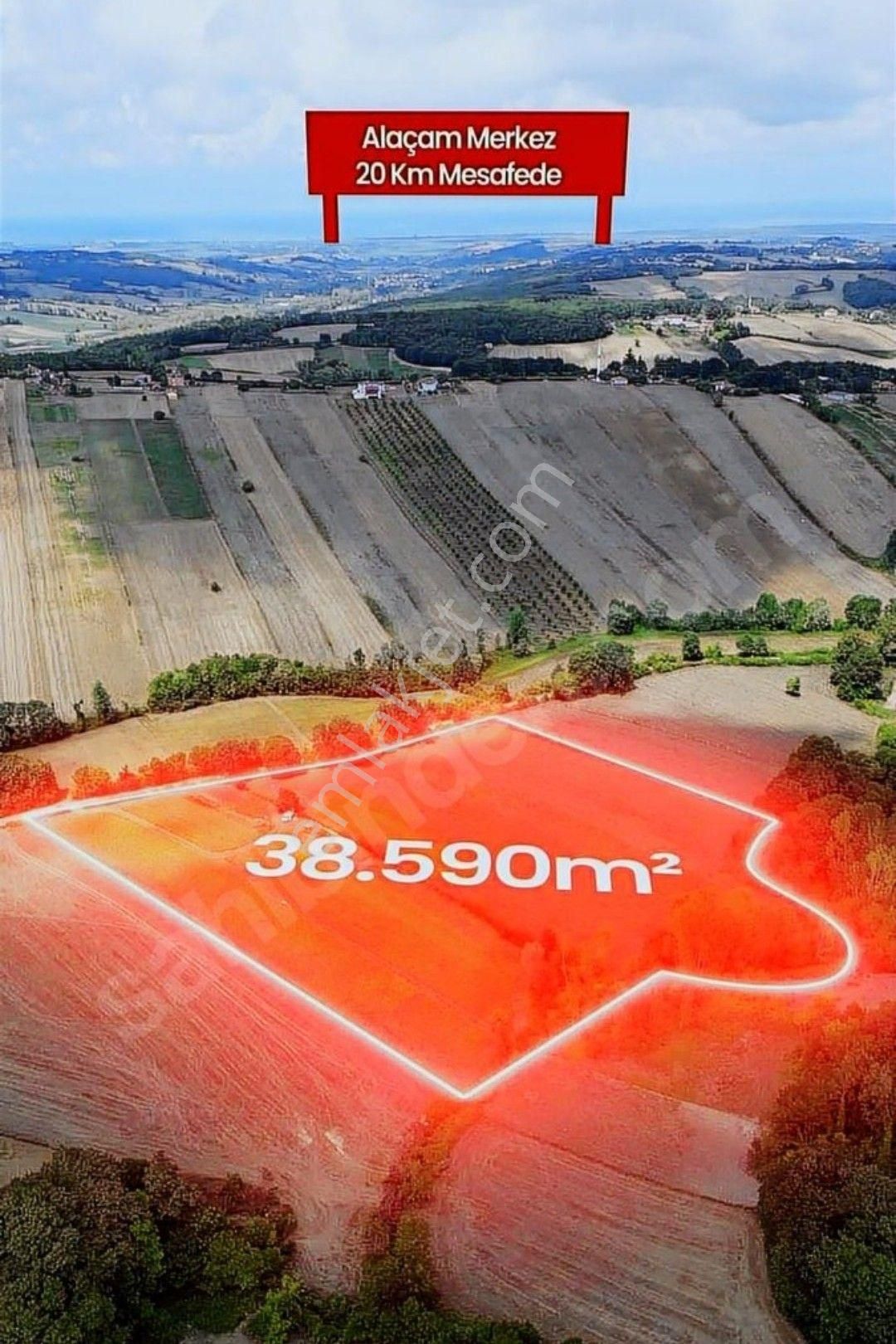 Samsun Verimli Bafra Ovasında Satılık 38595 M2 Verimli Arazi - Görsel 5