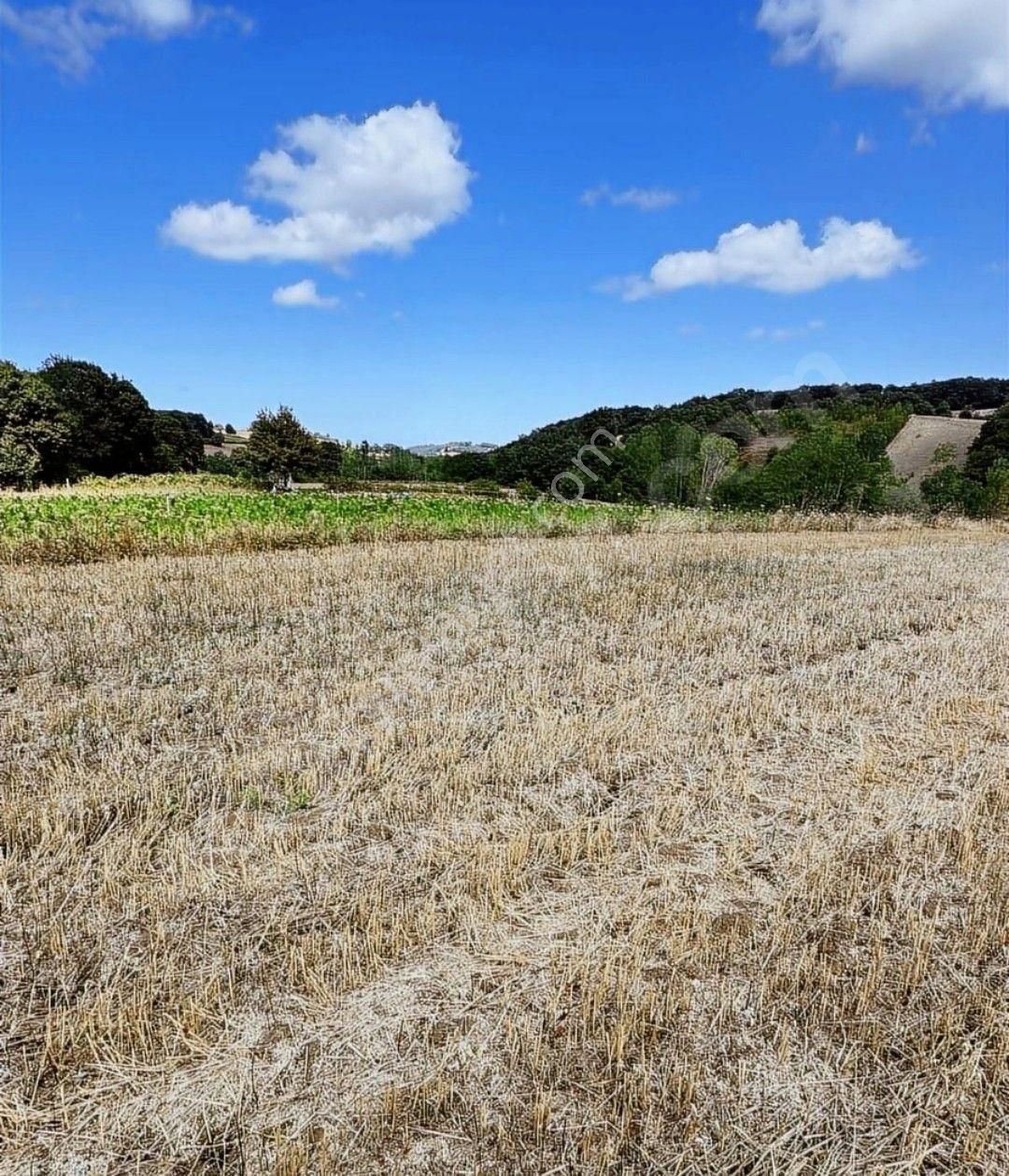 Samsun Verimli Bafra Ovasında Satılık 38595 M2 Verimli Arazi - Görsel 13
