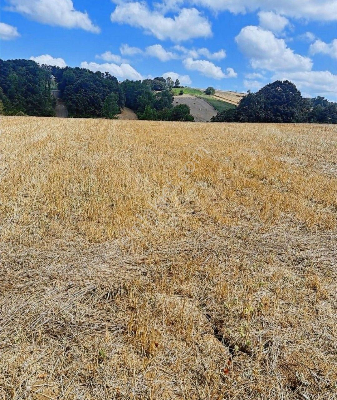 Samsun Alaçam Karahüreyinli'de Satılık 7 046 M2 Arazi - Görsel 4
