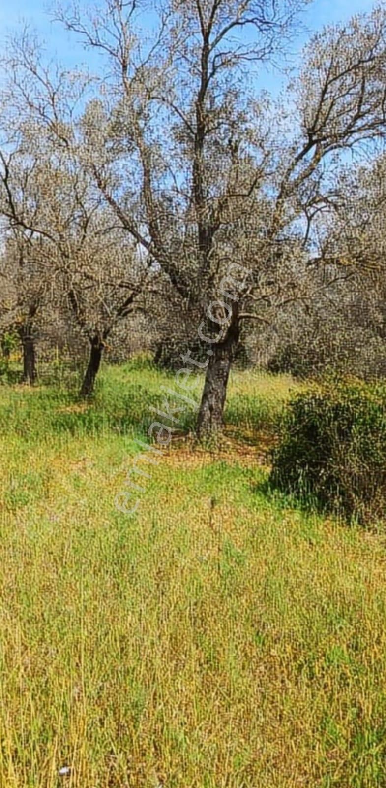 Bodrum Kızılağaç Satılık Tarla Bodrum Kızılağaç Çilek Satılık Tarla