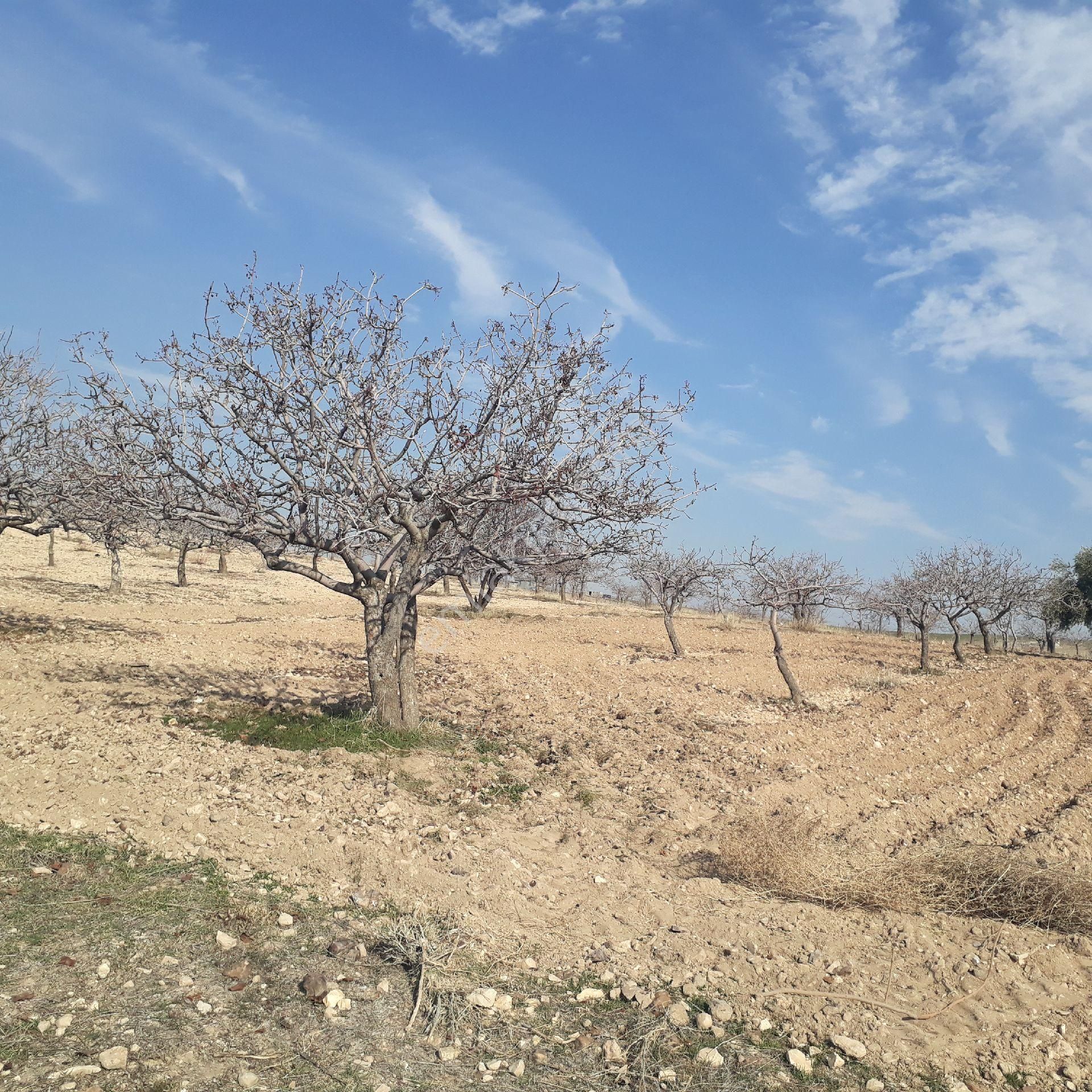 Karaköprü Akpınar Satılık Bağ & Bahçe Akpınar Acıl Fıstıklık