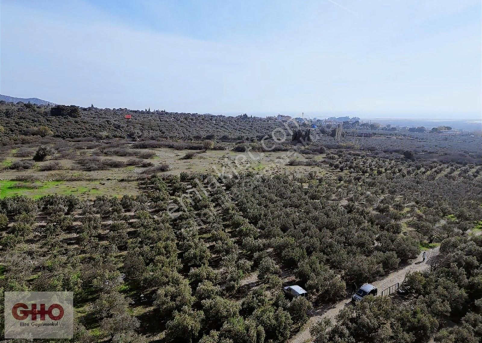 Söke Doğanbey Satılık Zeytinlik Söke Doğanbey Köyünde Ana Yola Yakın Satılık 4 Dönüm Zeytinlik