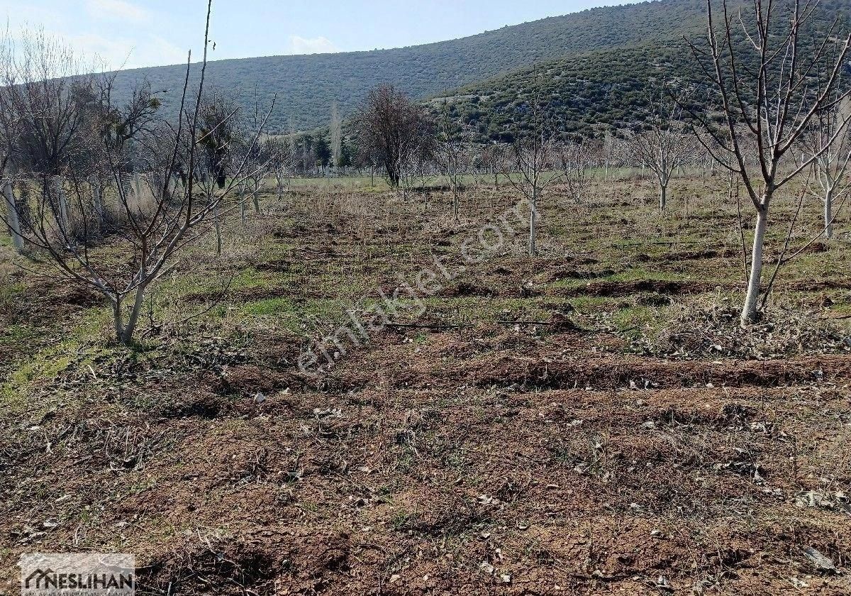 Tavas Solmaz Satılık Tarla Tavas/solmaz Yerleşim Yerine Çok Yakın 2,711 M2 Ceviz Bahçesi Satılıktır