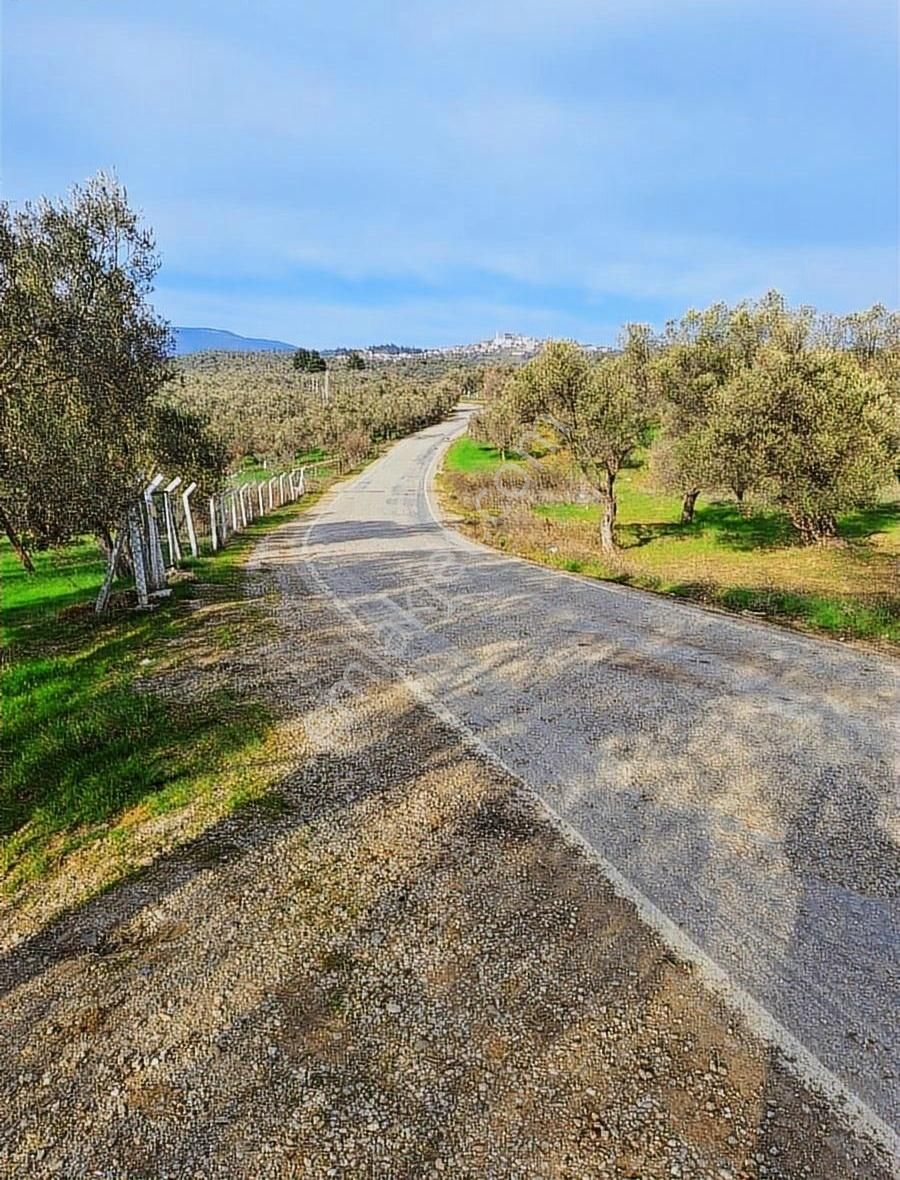 Havran Kalabak Satılık Zeytinlik Yol Asfalt Cepeli Yaz Kış Akan Cay Köye 1km Düz Alan Zeytinlik