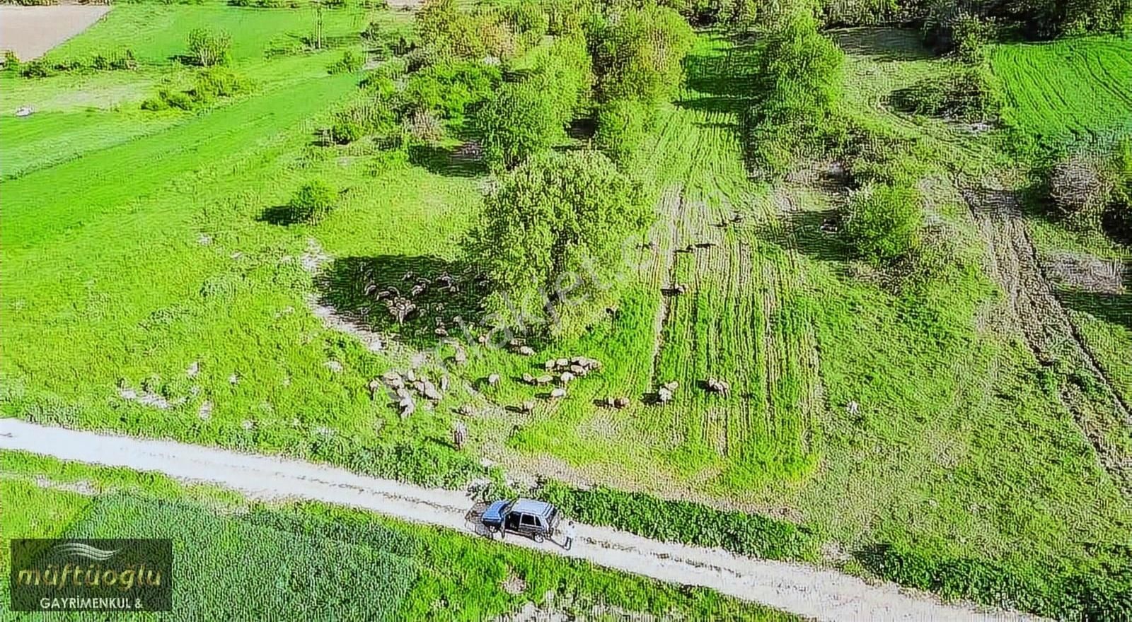 Yenişehir Günece Satılık Tarla Bursa Yenişehir Günece Mahallesin'de Satılık Tarla