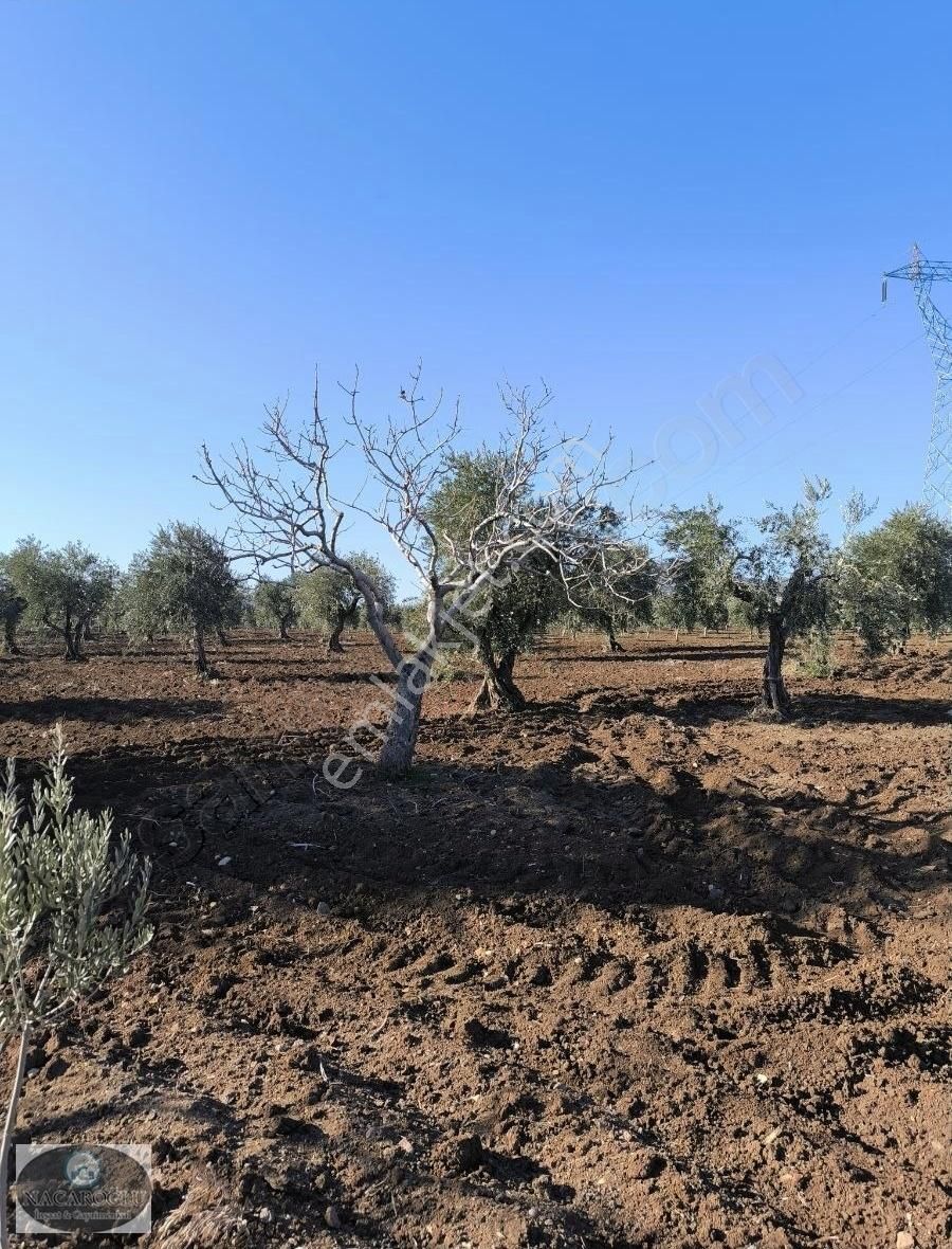 Kilis Merkez Acar Köyü Satılık Zeytinlik Ncr'den Acar Tapulu Satılık 110 Ağaç Zeytin Ve 11 Ağaç Fıstık