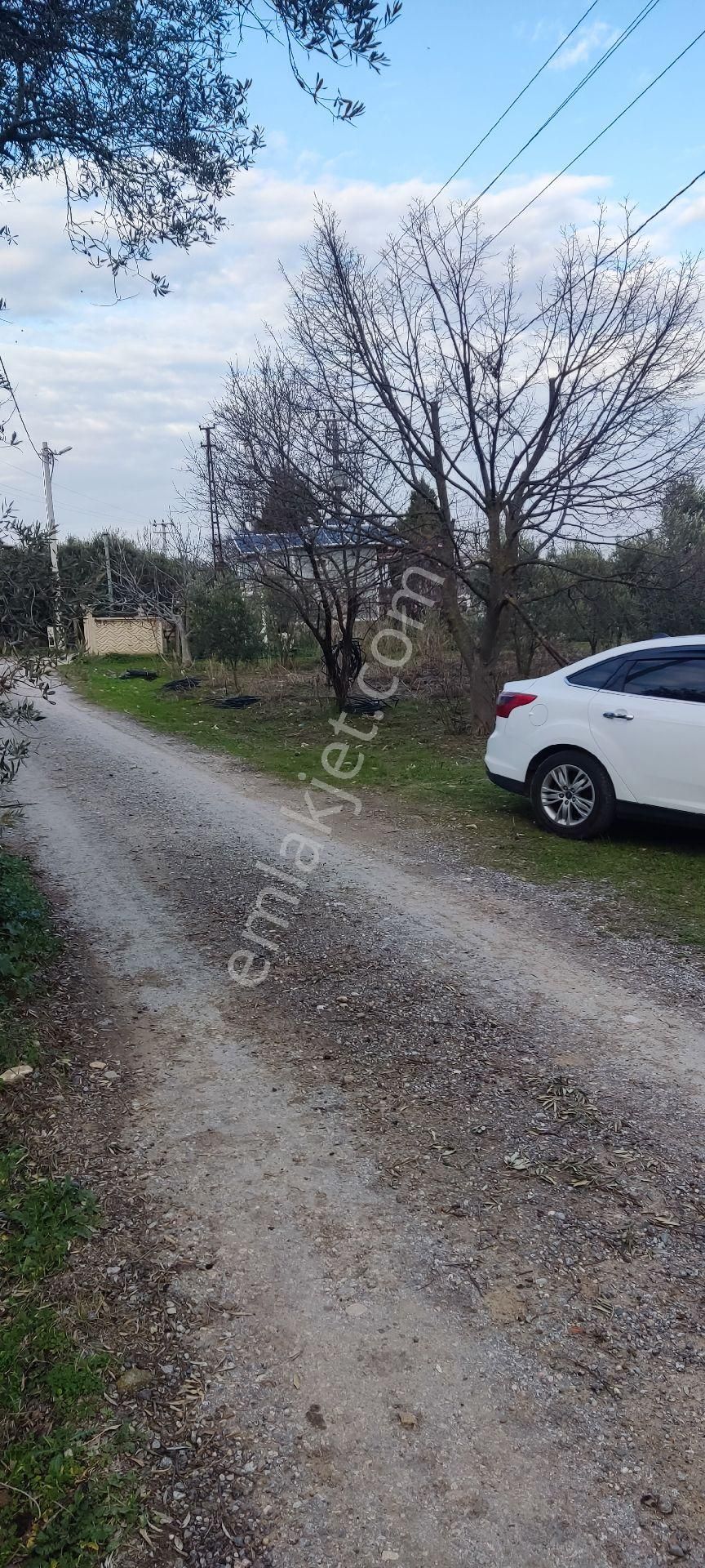 Kemalpaşa Armutlu 85. Yıl Cumhuriyet Satılık Bağ & Bahçe Sahibinden Satılık