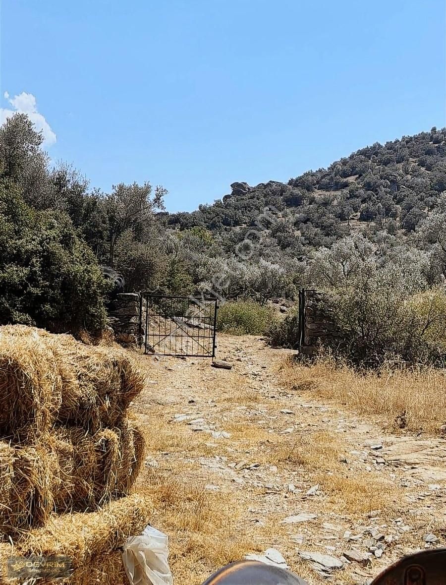 Söke Yeşilköy Satılık Zeytinlik Acil 20 Dönüm Arazi