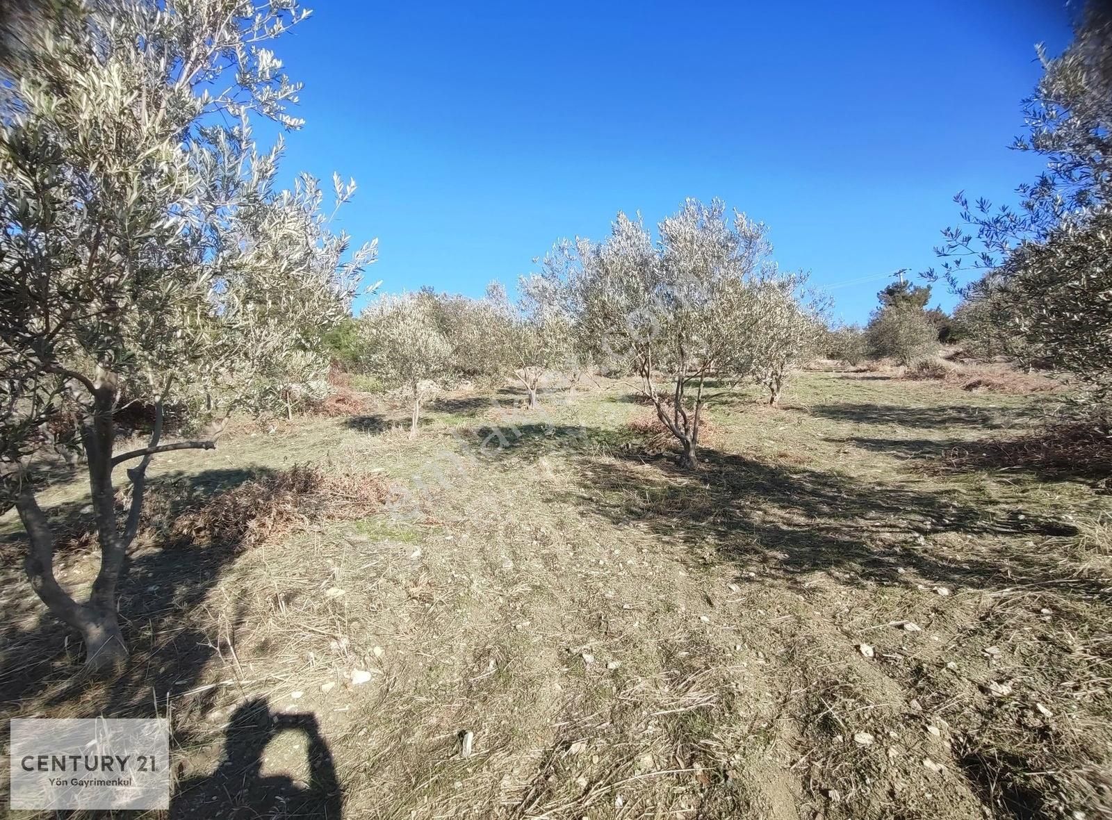 Çanakkale Merkez Ovacık Köyü (Mersin Çeşme) Satılık Tarla Çanakkale Merkez Ovacık'da Satılık Tarla