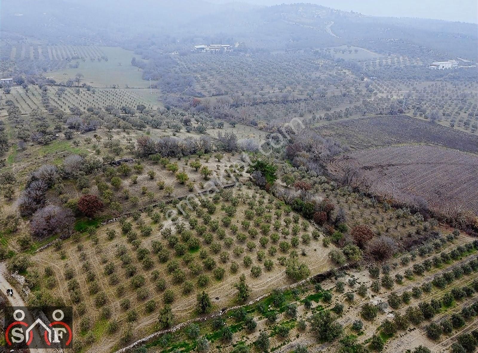 Yunusemre Kocakoru Satılık Tarla Manisa Yunusemre Kocakoru Mah. Satılık 9.600m² Zeytinli Tarla