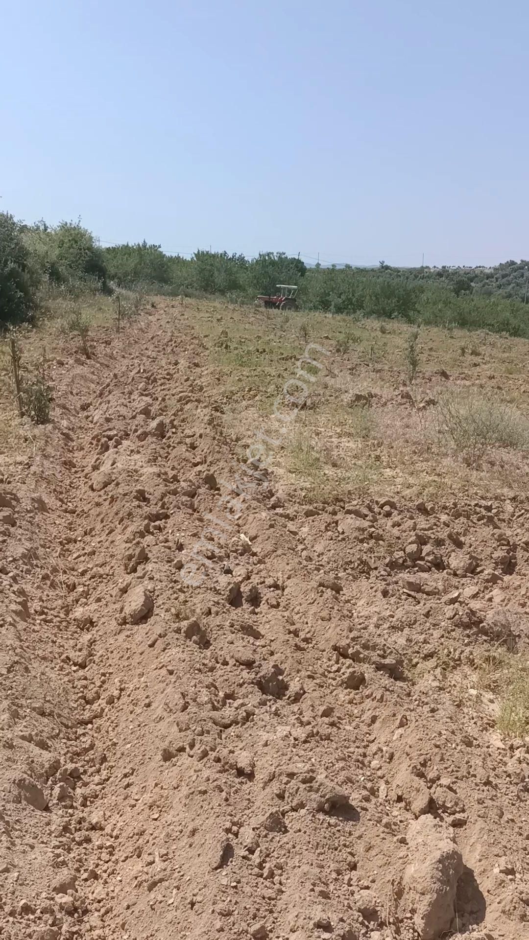 Demirci İcikler Satılık Zeytinlik Manisa Demirci İcikler Mahallesi Zeytinlik