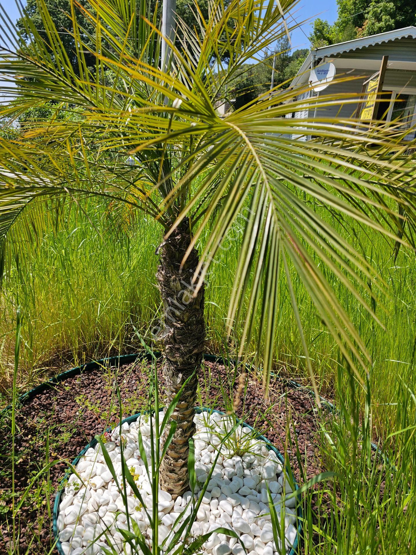 Alanya Mahmutseydi’de Doğa İçinde Huzurlu Bir Yaşam Fırsatı! - Görsel 13
