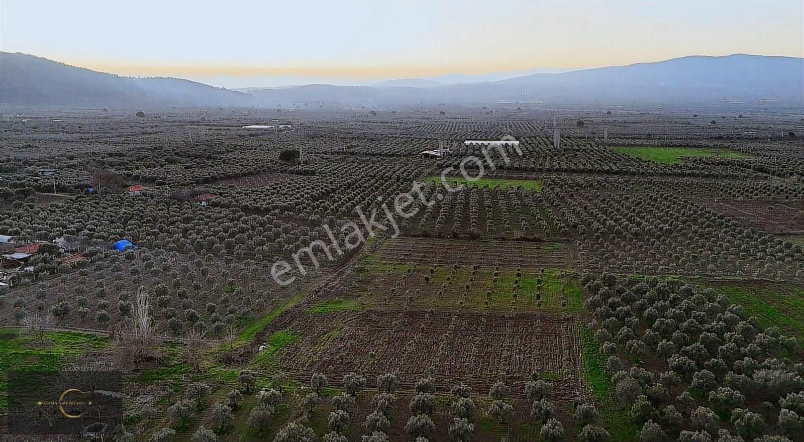 Akhisar Yenice Satılık Zeytinlik Akhisar Da Yüksek Potansiyelli Zeytin Tarlası