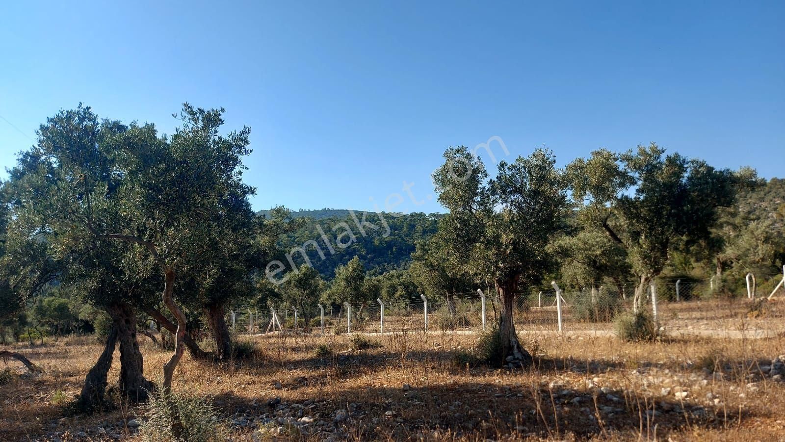 Muğla Milas Kazıklıda Yatırımlık Zeytinlik - Görsel 4